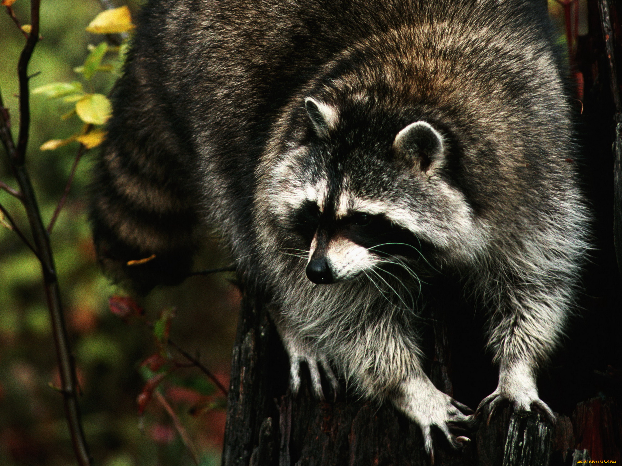 животные, еноты