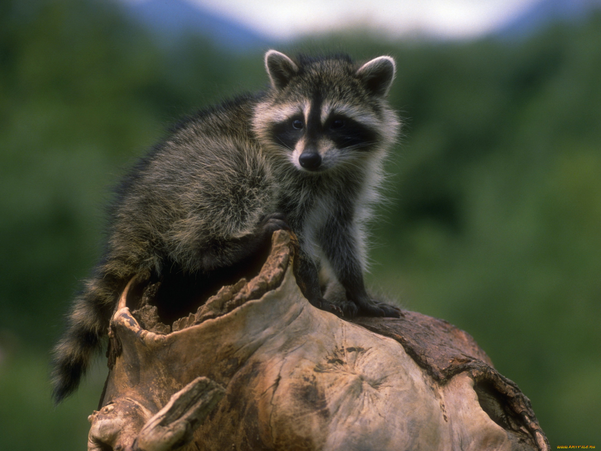 животные, еноты