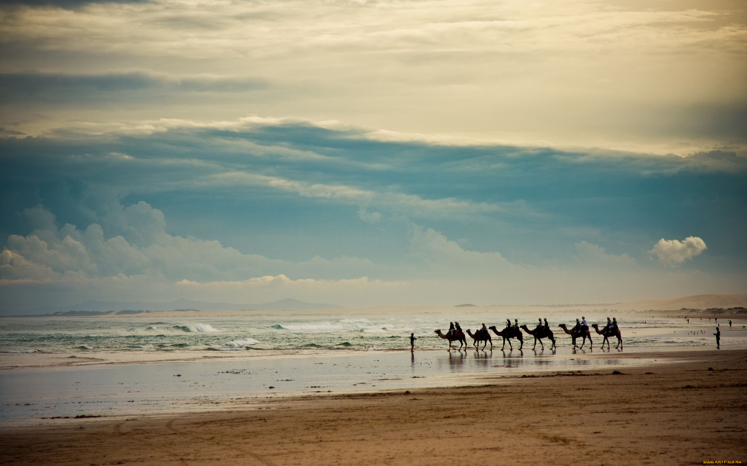 животные, верблюды