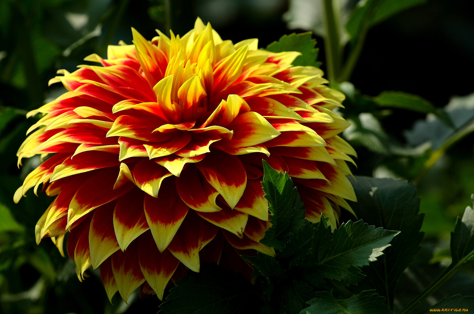 цветы, георгины, лепестки