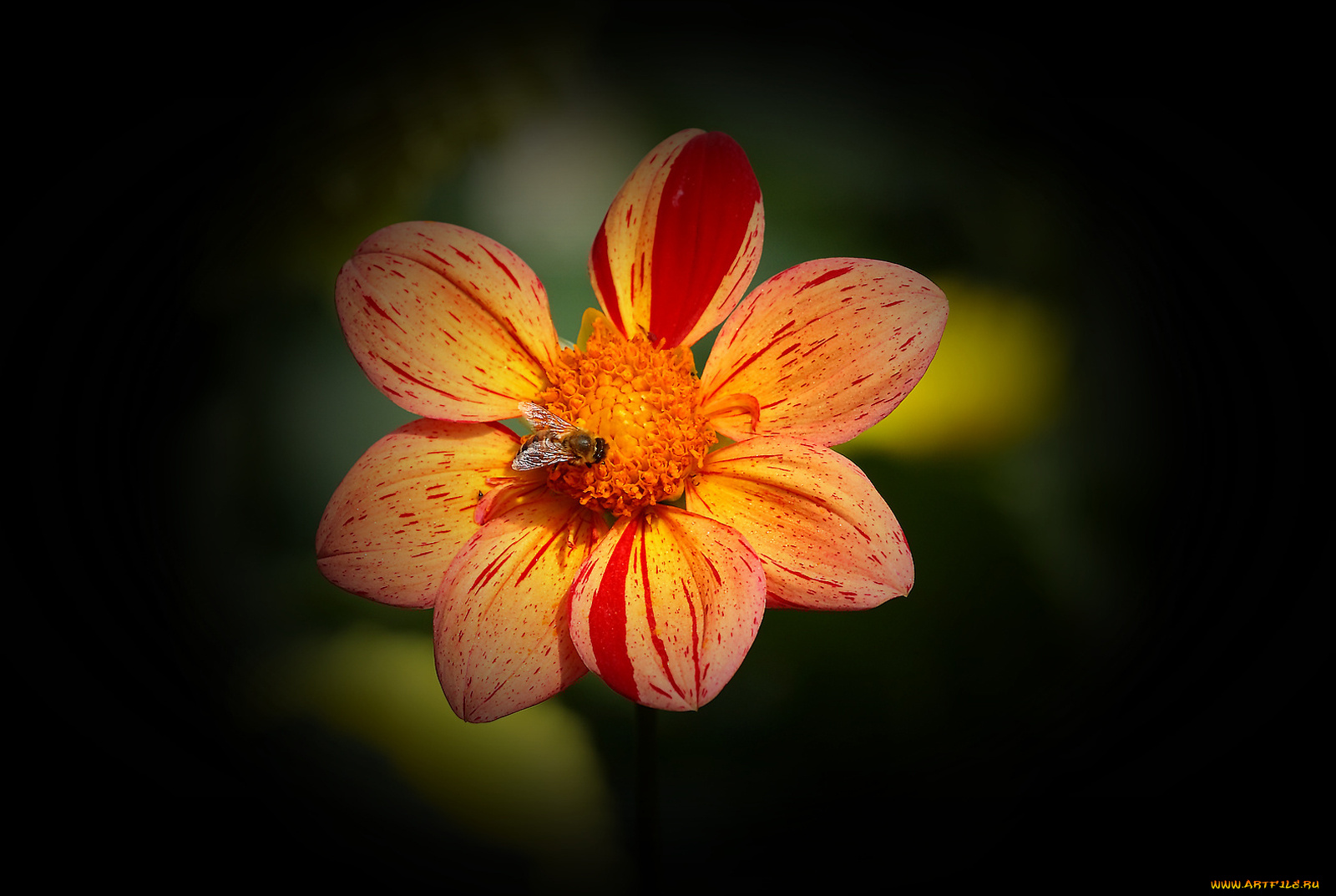 цветы, георгины, лепестки