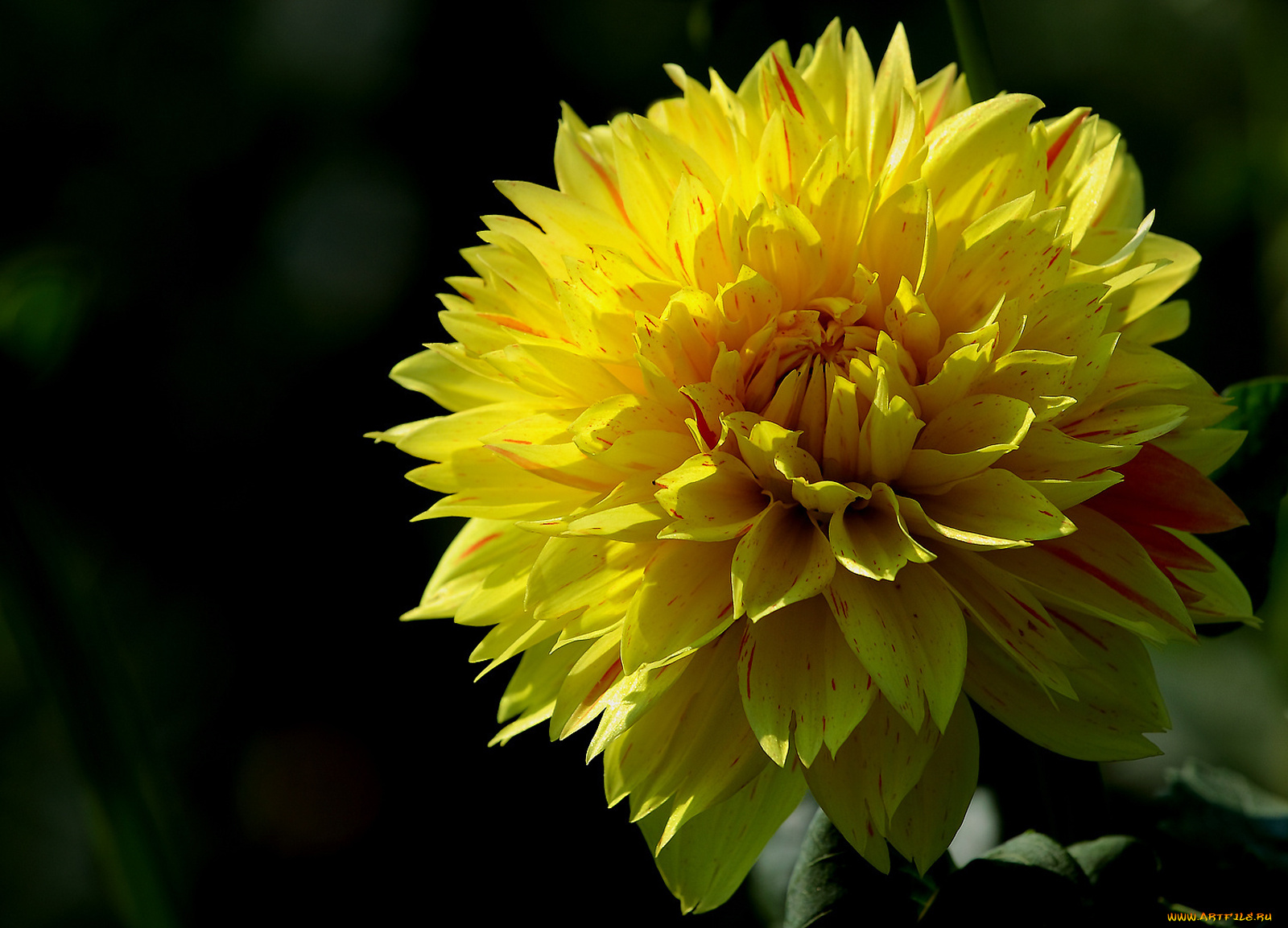 цветы, георгины, темный, фон