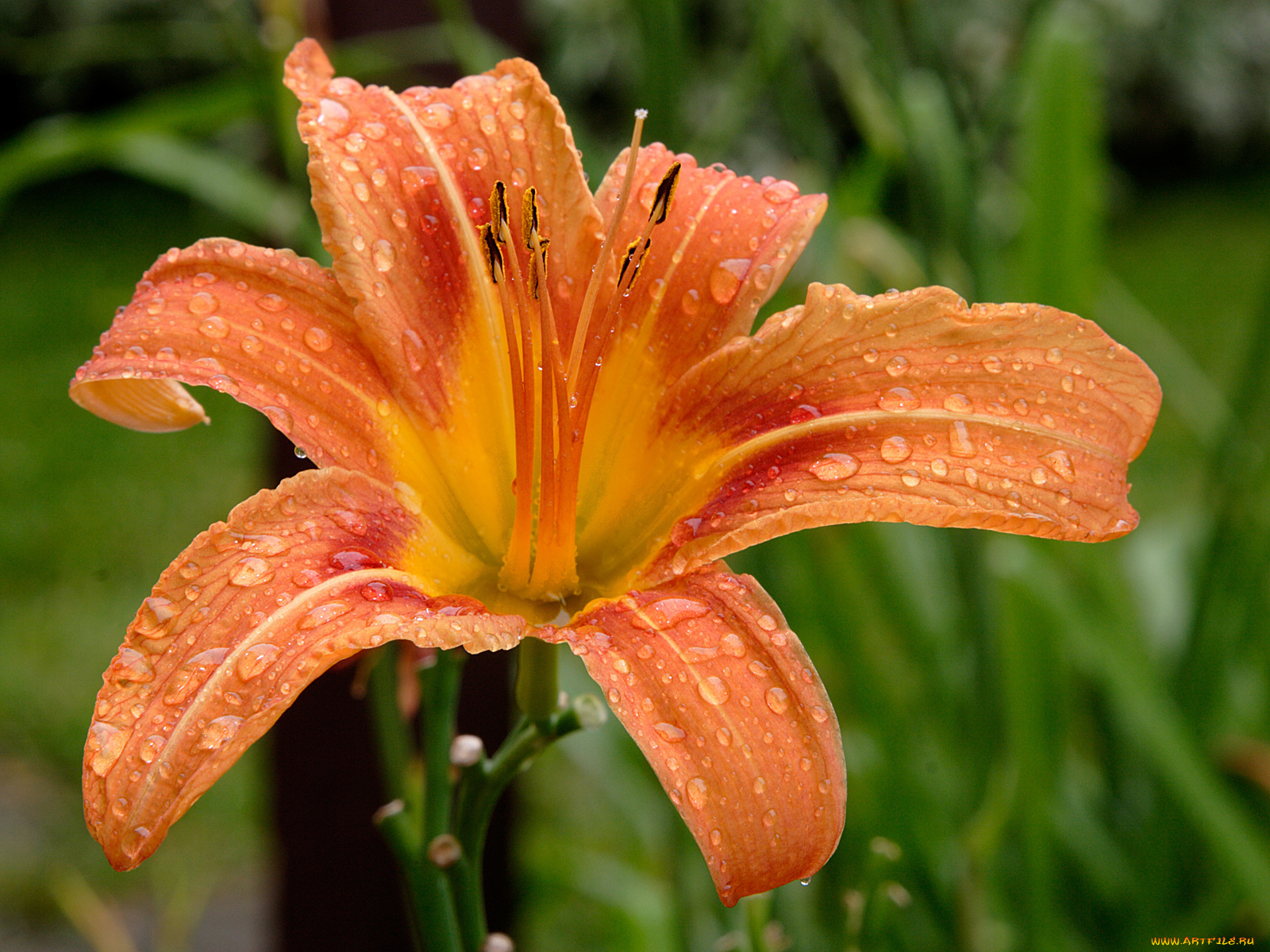 цветы, лилии, лилейники, листья