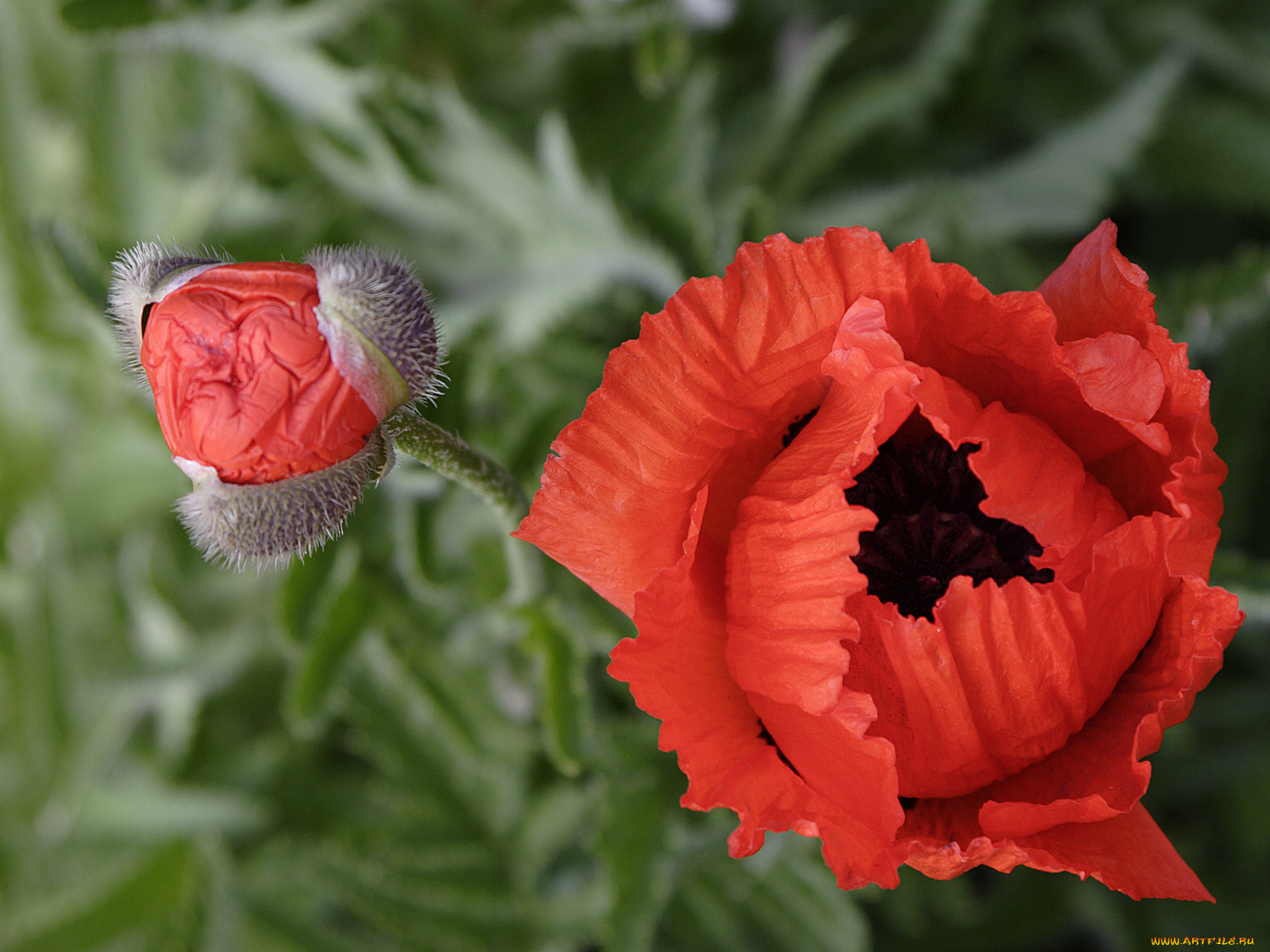 цветы, маки, листья