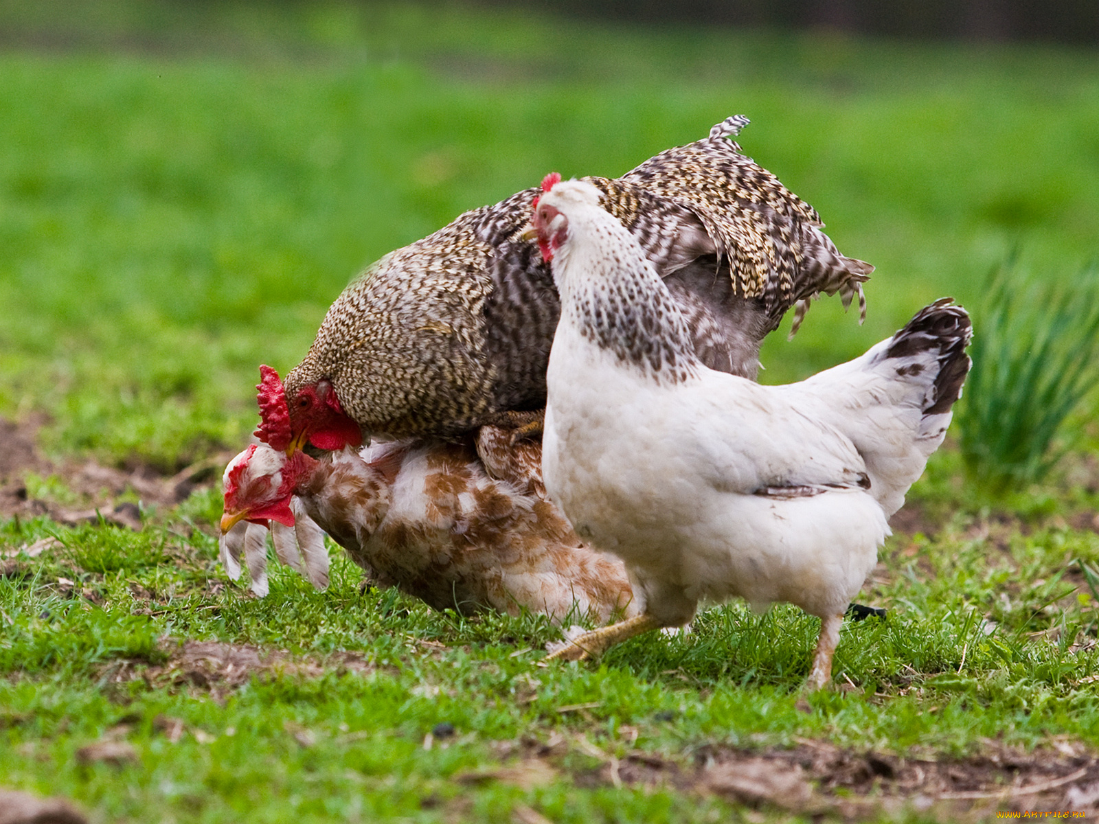 животные, куры, петухи, test, трио