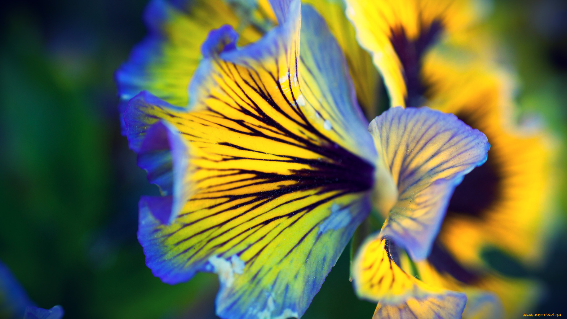 цветы, анютины, глазки, садовые, фиалки, лепестки, макро