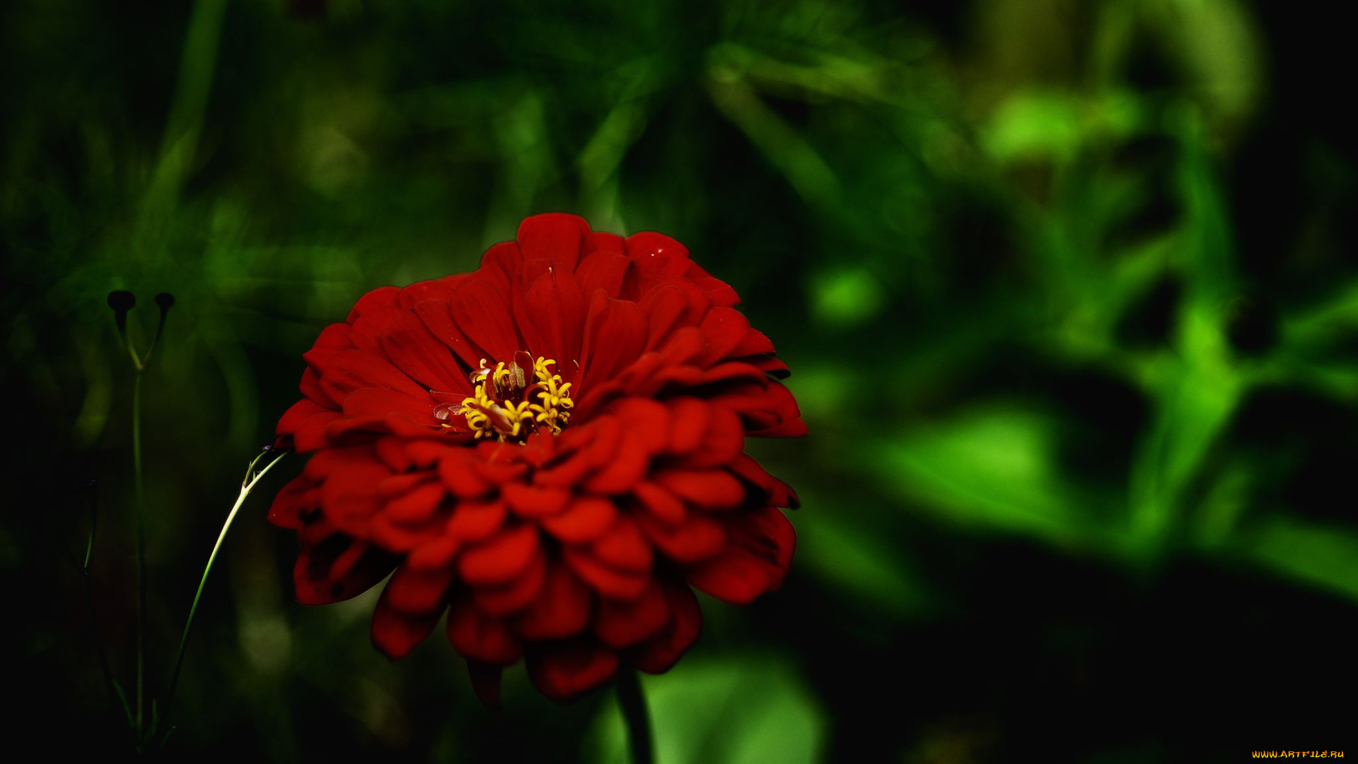 цветы, цинния, зелень