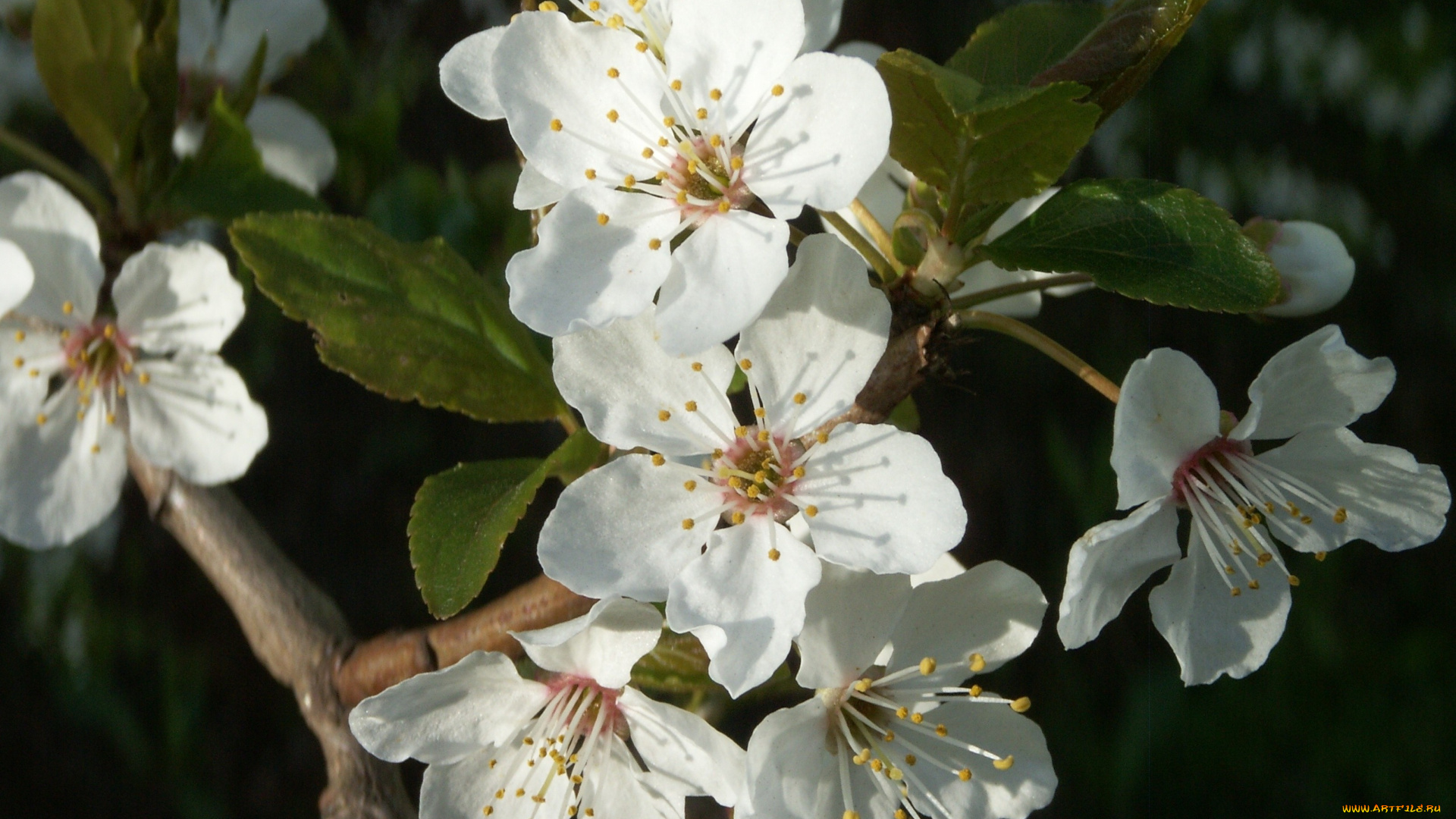 цветы, цветущие, деревья, кустарники, ветка, листья