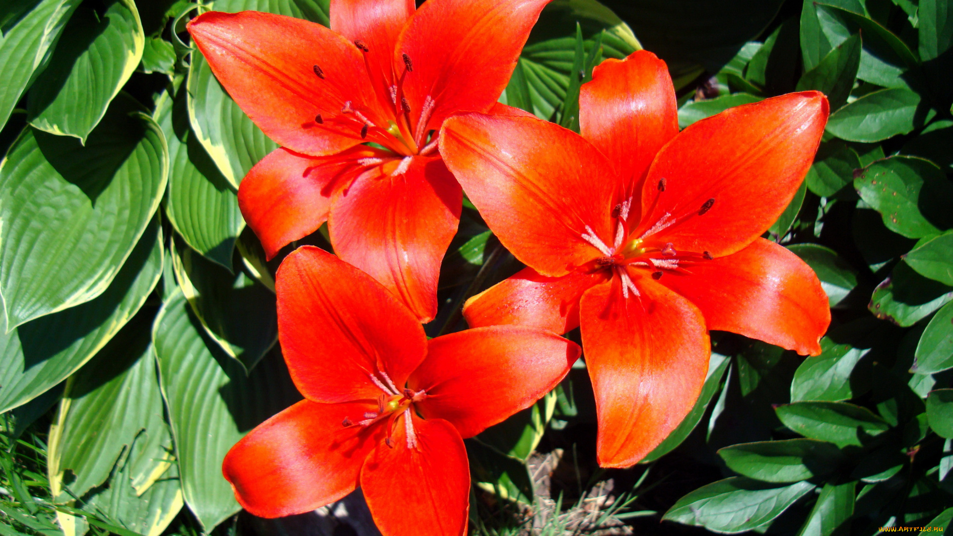 цветы, лилии, лилейники