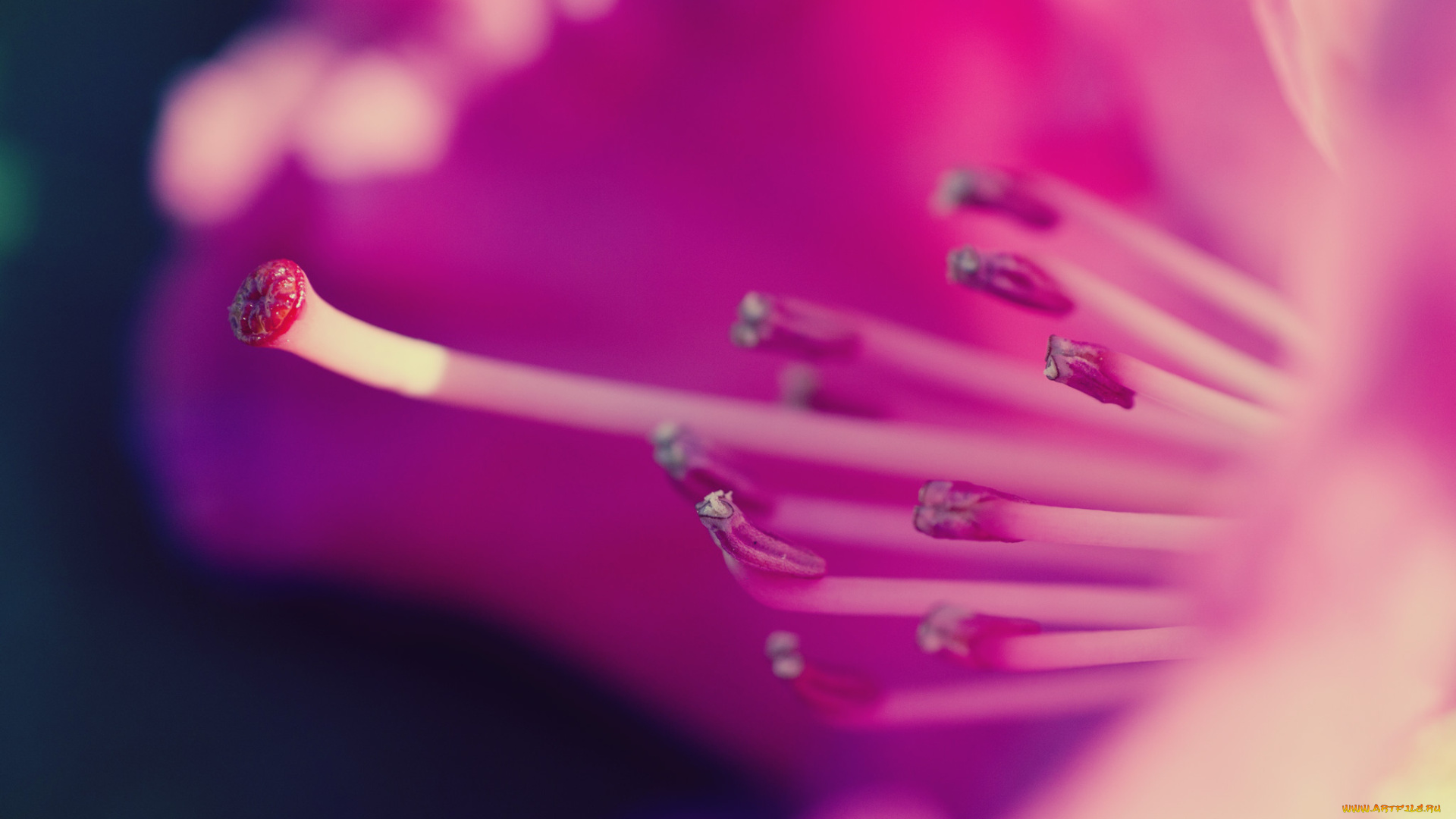 цветы, рододендроны, азалии, пестик, макро, тычинки