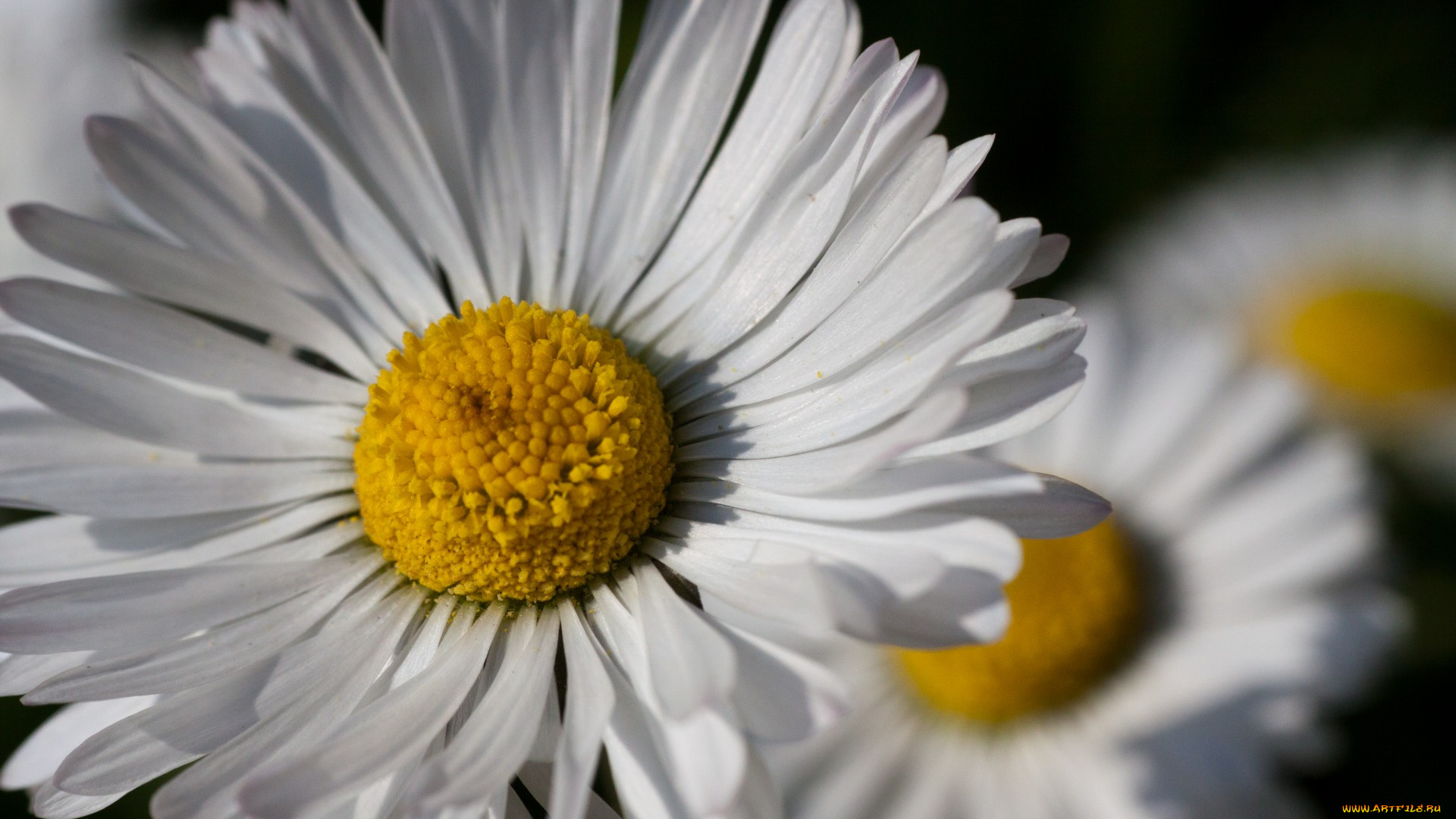 цветы, ромашки, й, ц, у, к, ен, г, ш, щ, з, х, ф, ы, в, а, п, макро