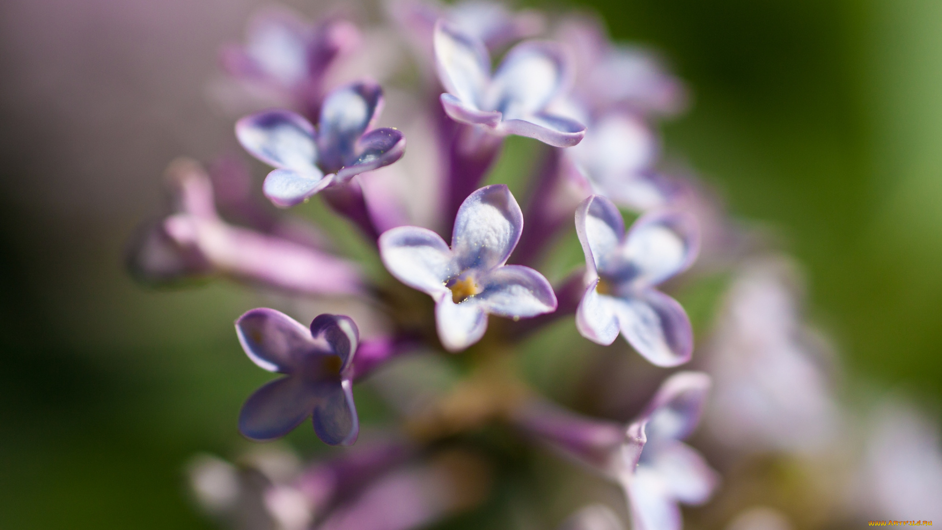 цветы, сирень, макро