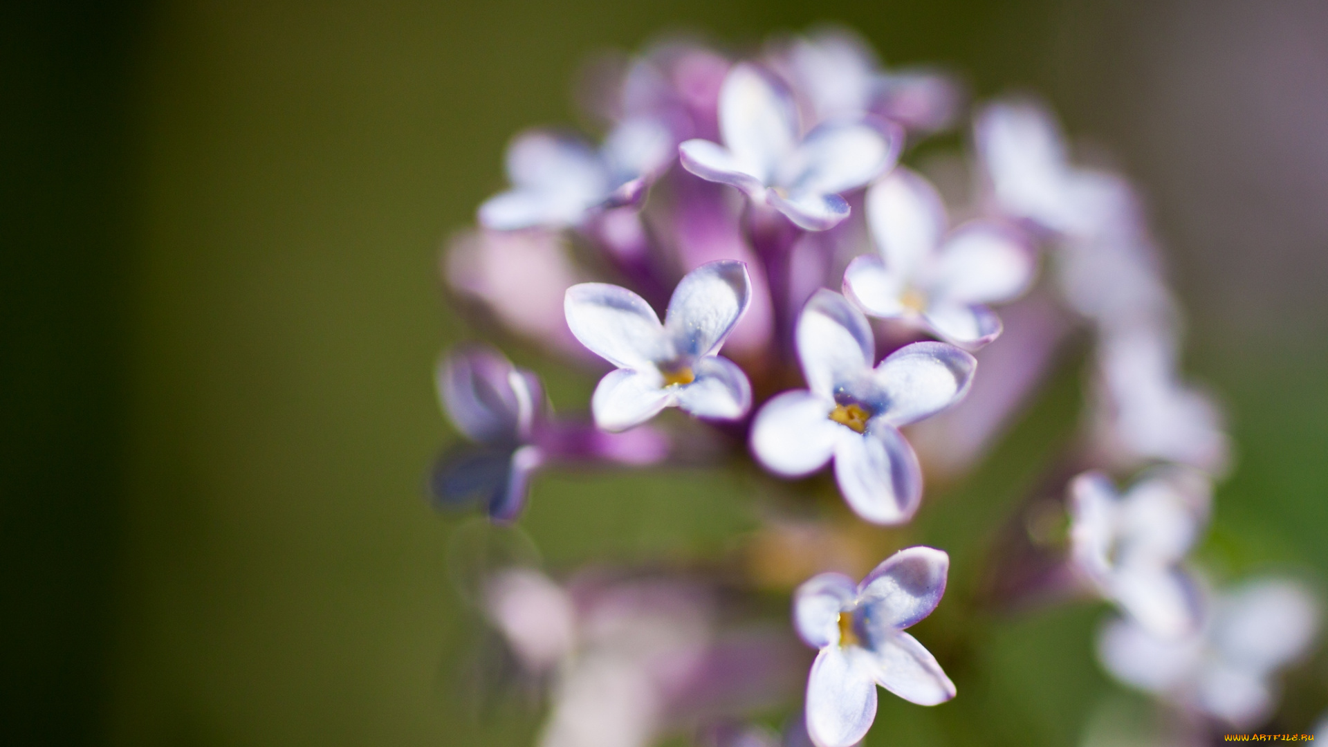 цветы, сирень, макро, весна
