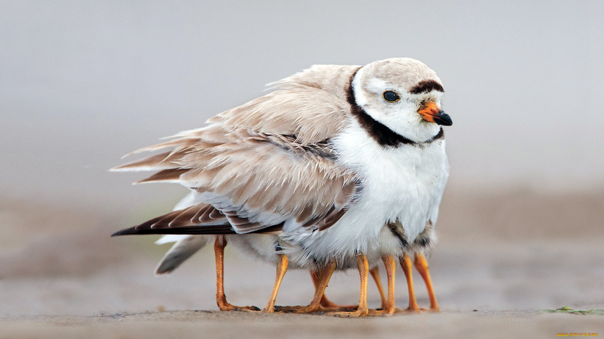 животные, Чайки, бакланы, крачки, семейка