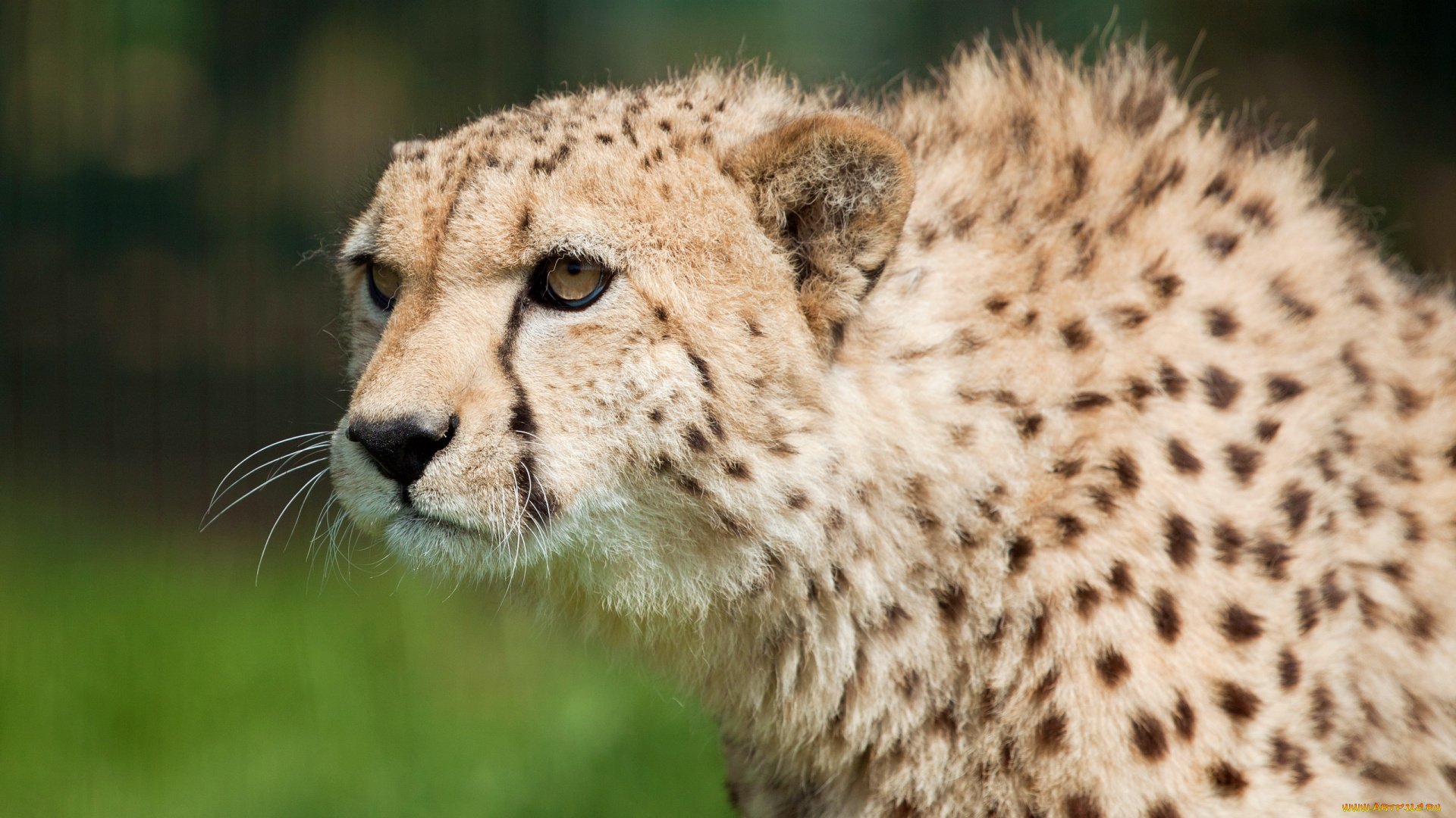 животные, гепарды, гепард, смотрит, морда