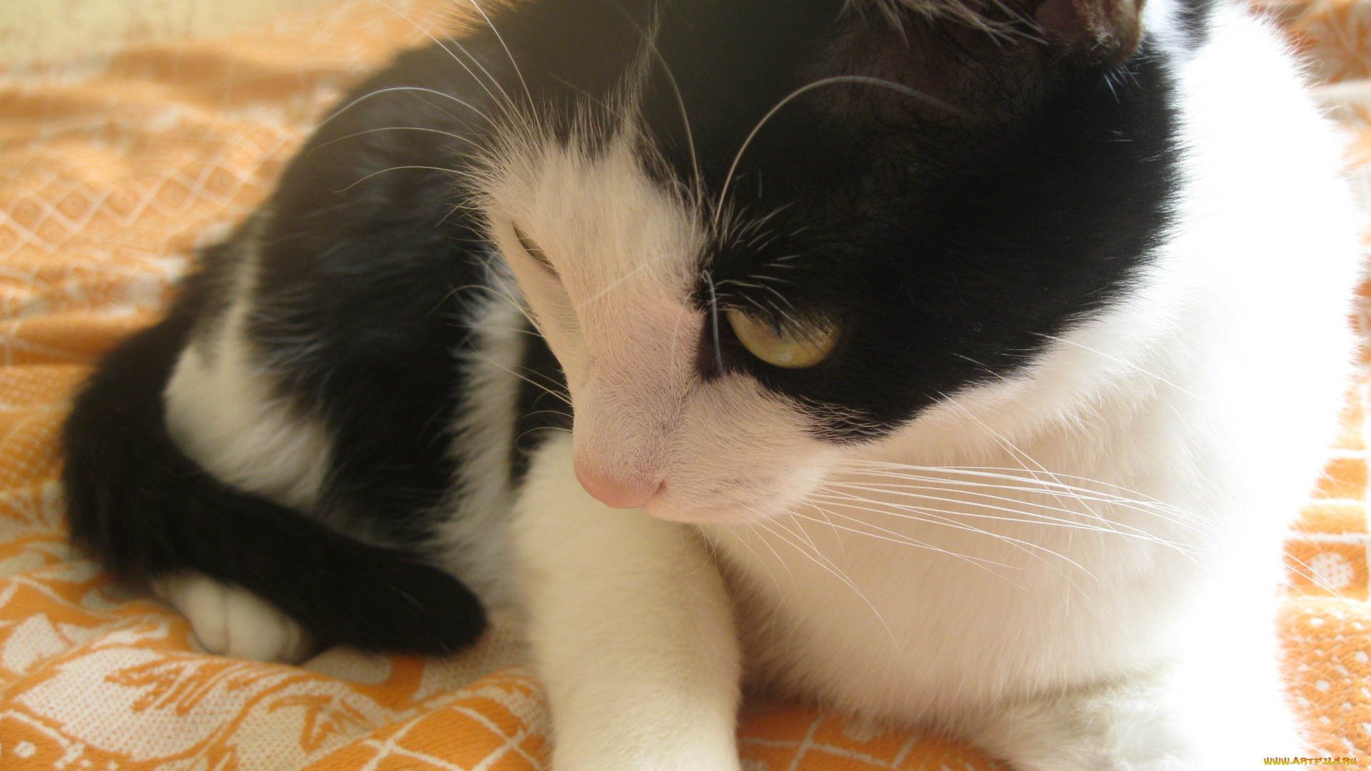 животные, коты, кот, черно-белый