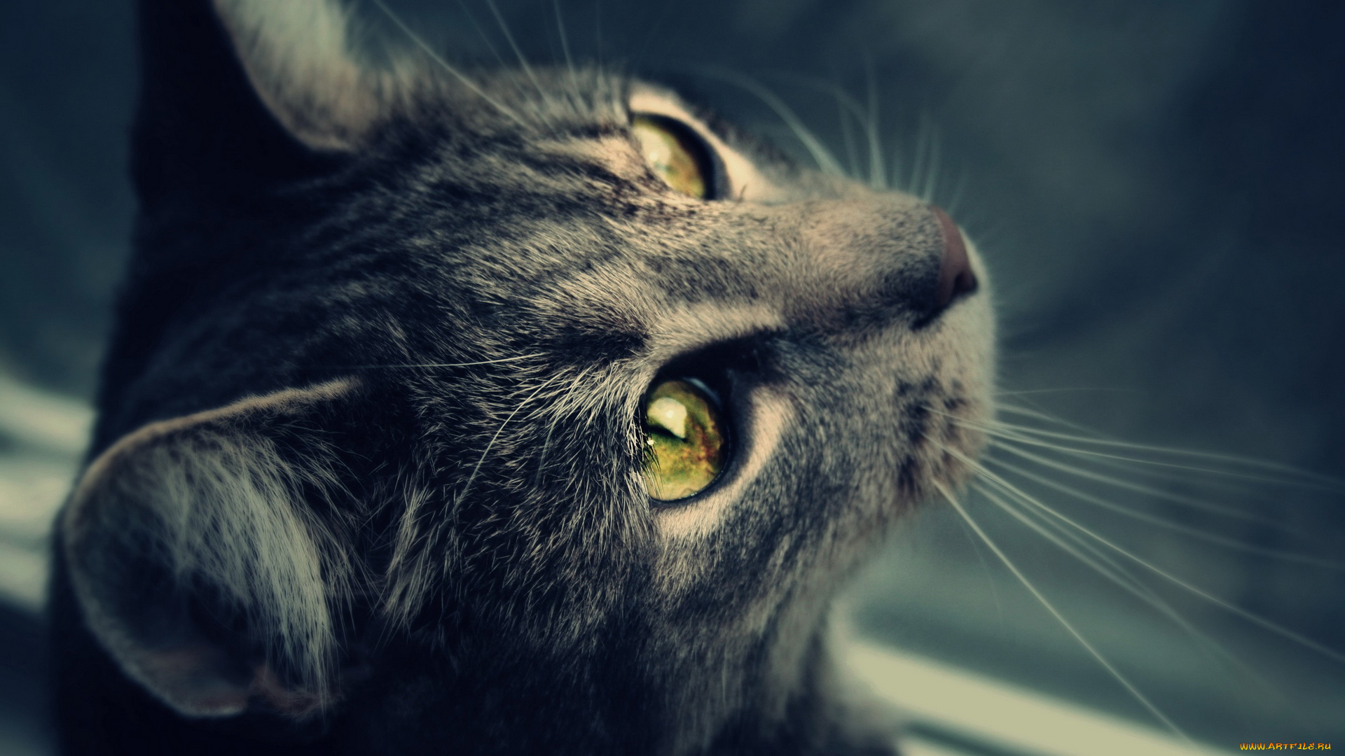 животные, коты, морда