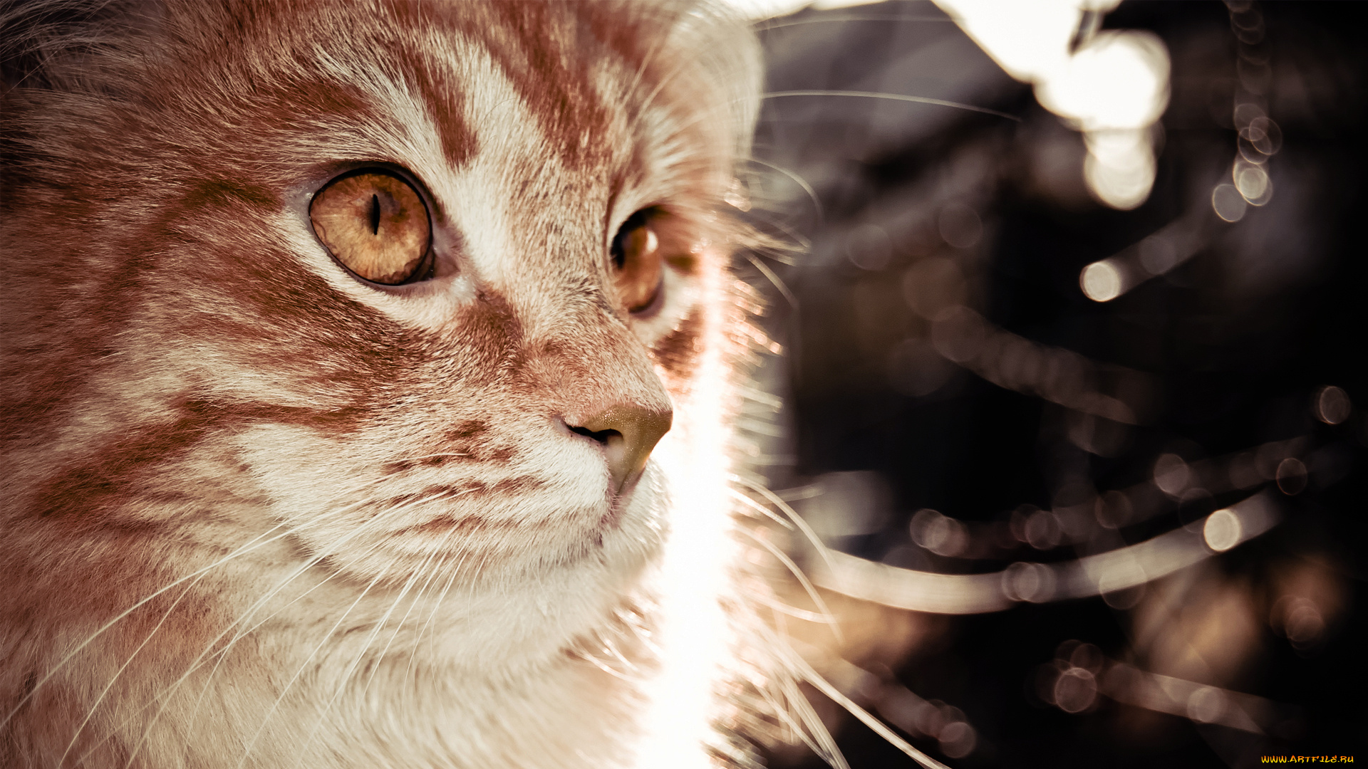 животные, коты, морда