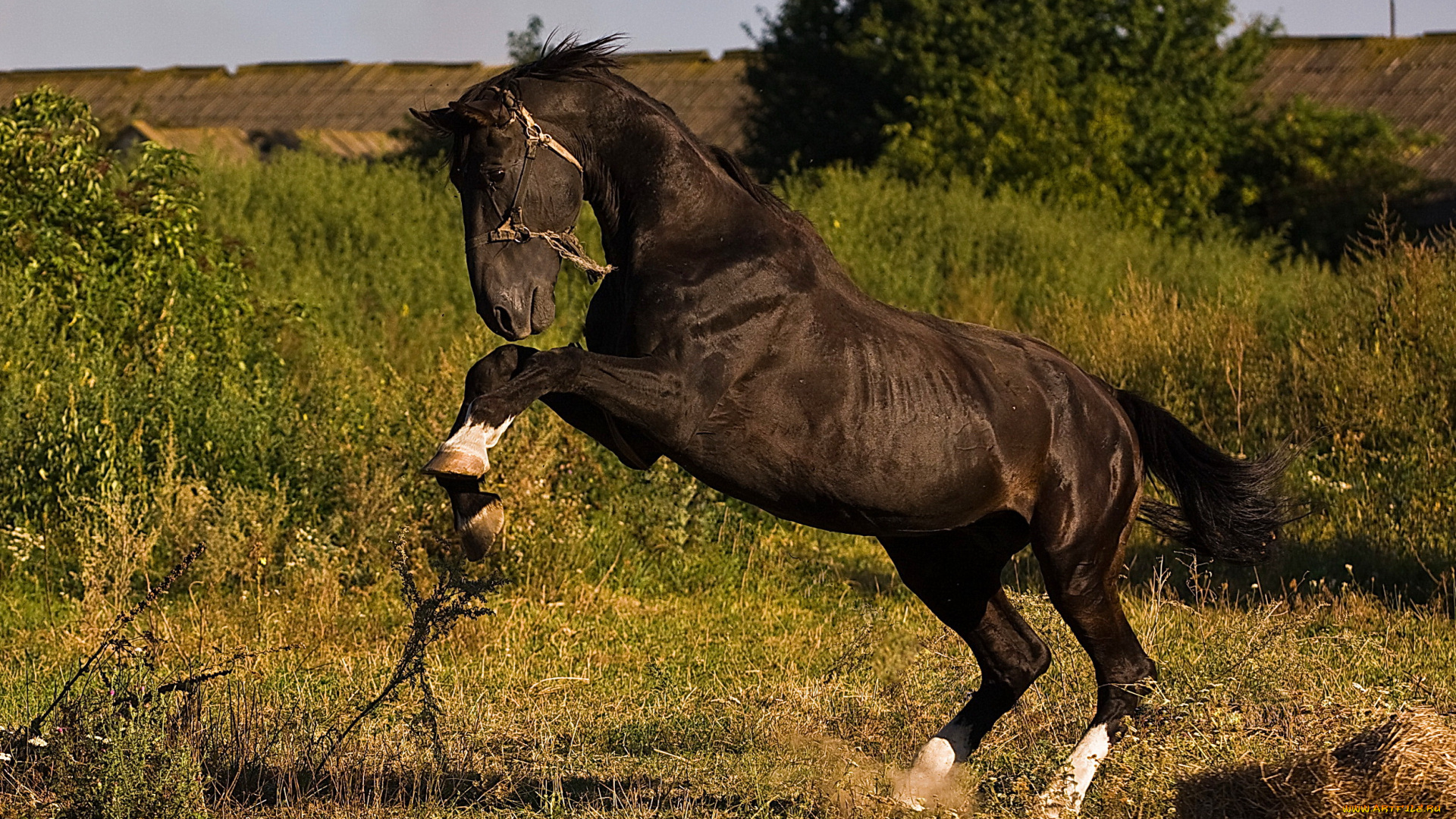 животные, лошади, трава, конь