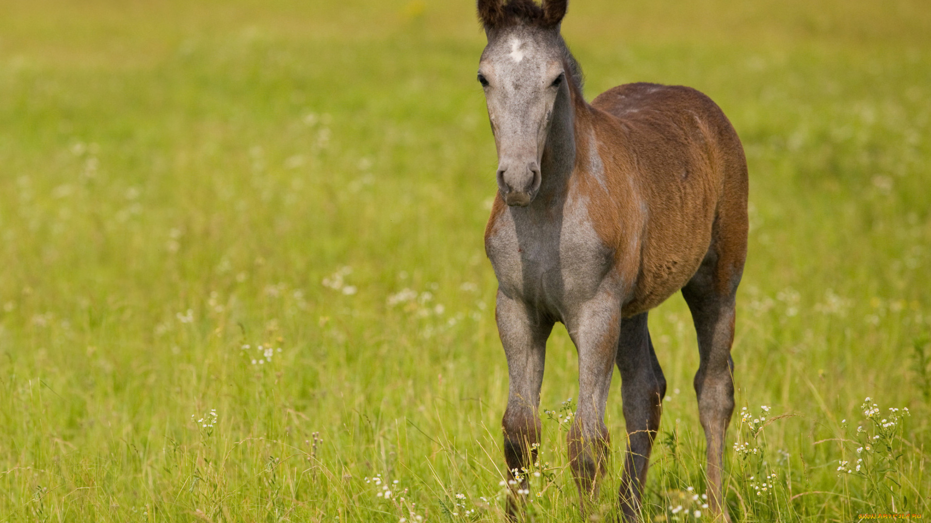 животные, лошади, трава, жеребёнок