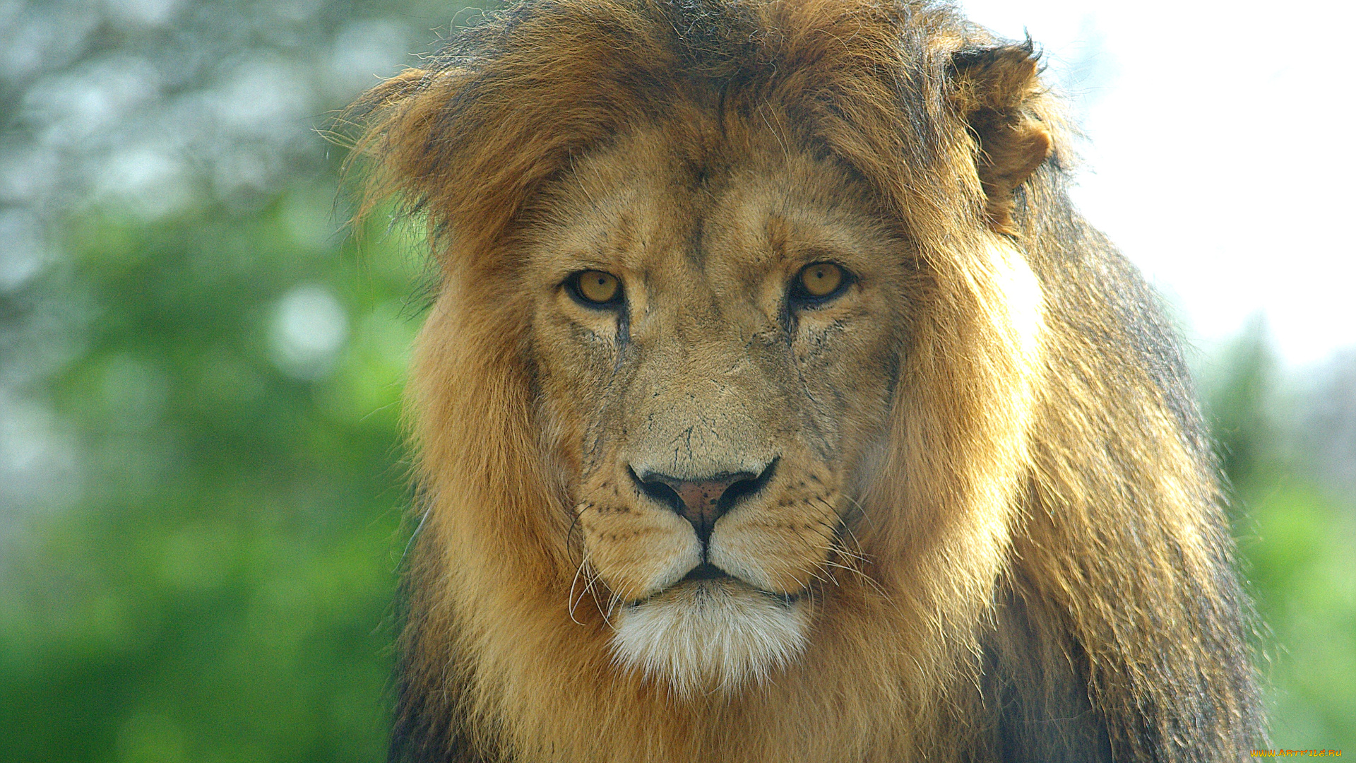 животные, львы, лев, морда, грива