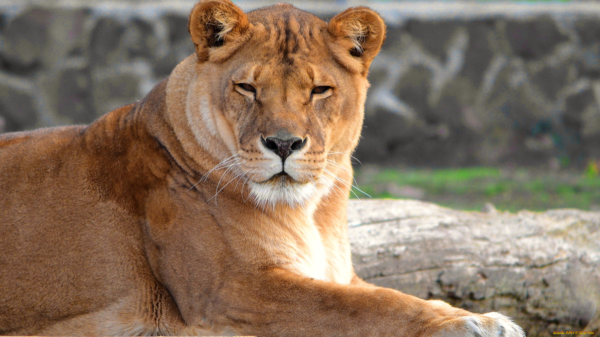 животные, львы, смотрит, лежит, лев