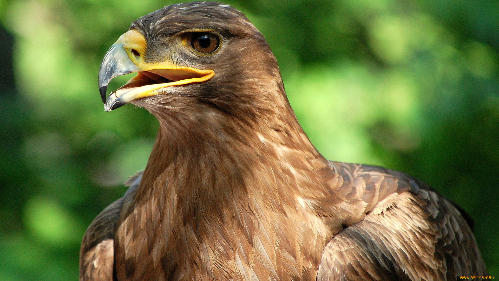 животные, птицы, хищники, клюв