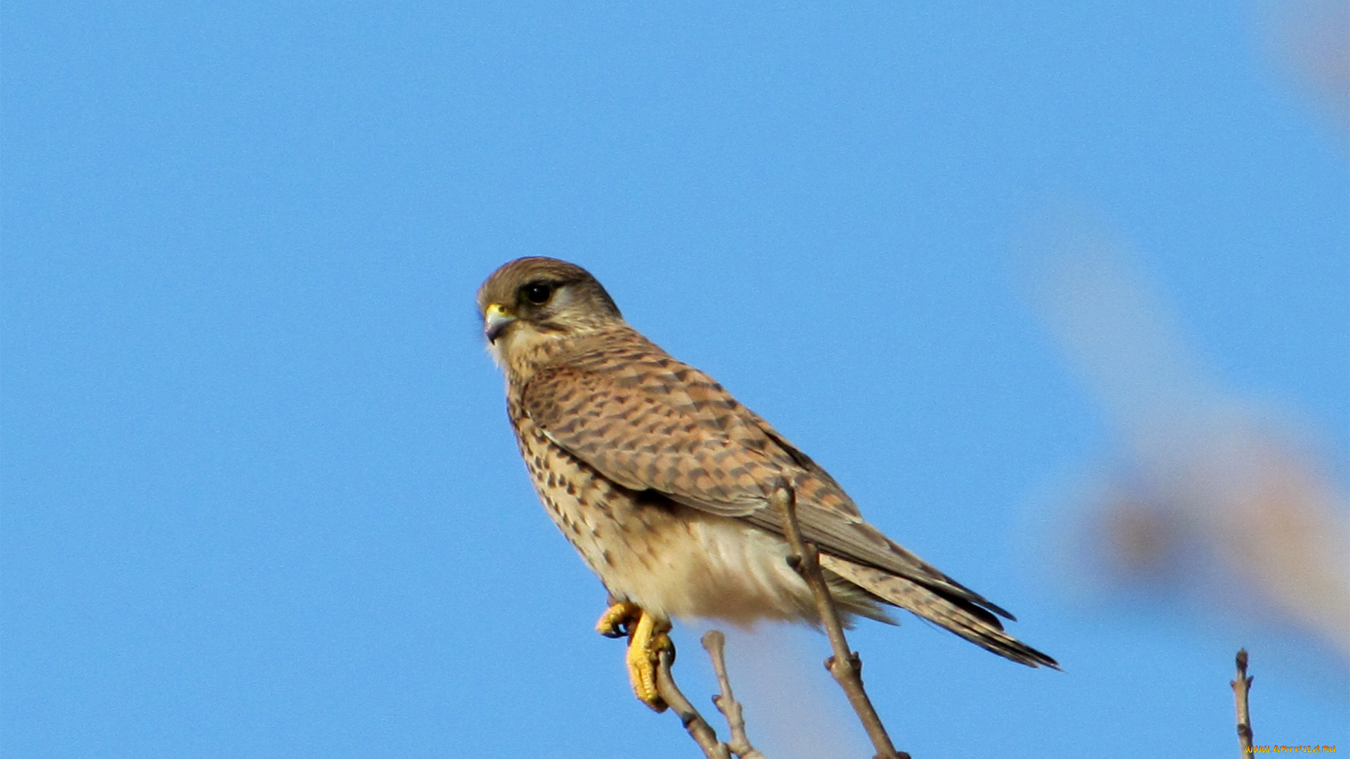 животные, птицы, хищники, птичка