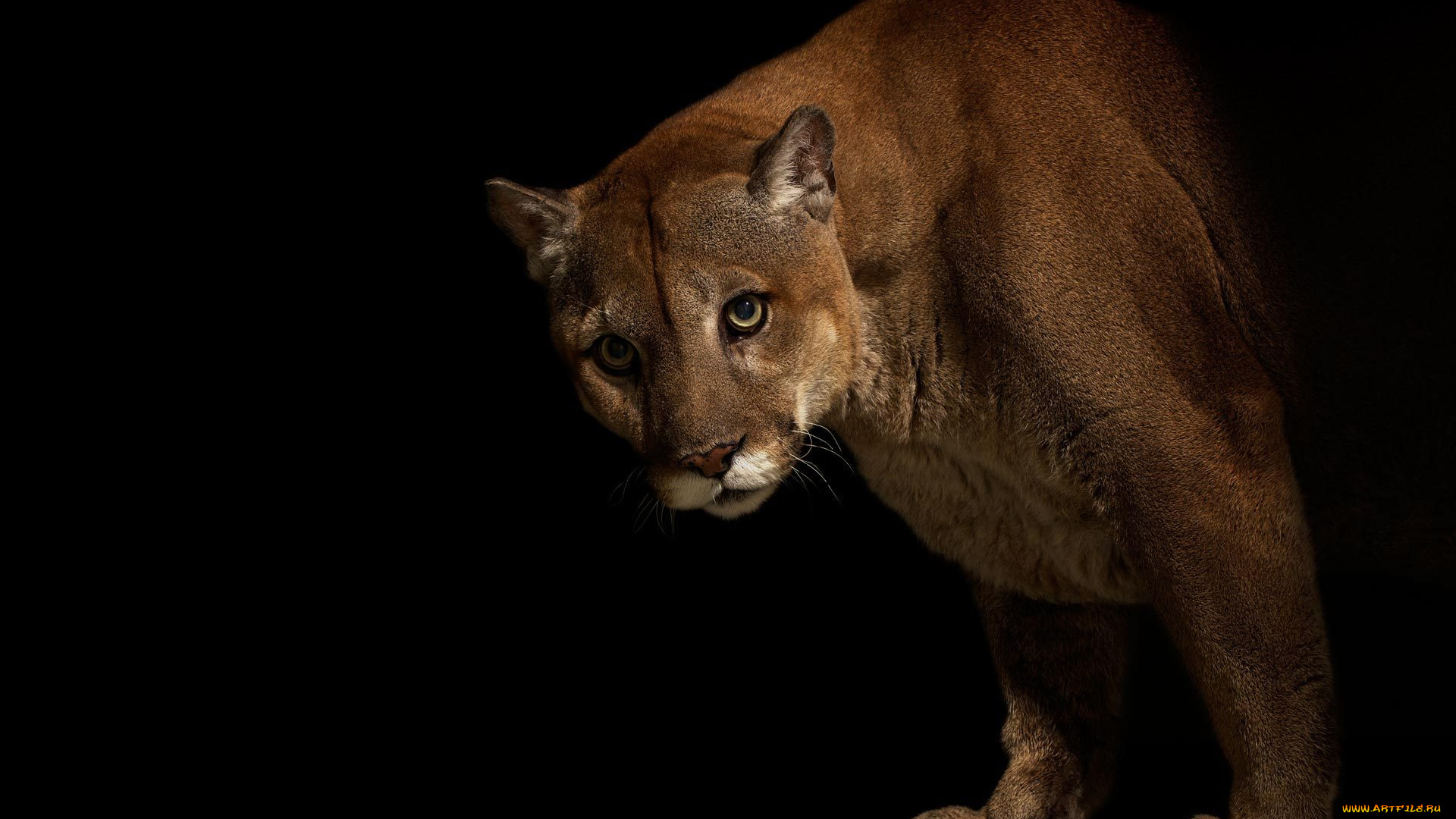 животные, пумы, кугуар
