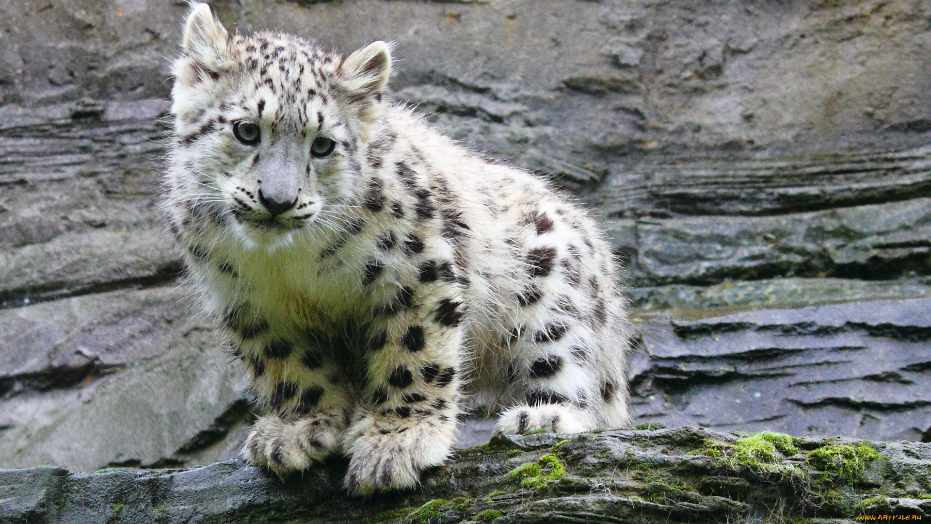 животные, снежный, барс, ирбис, котёнок