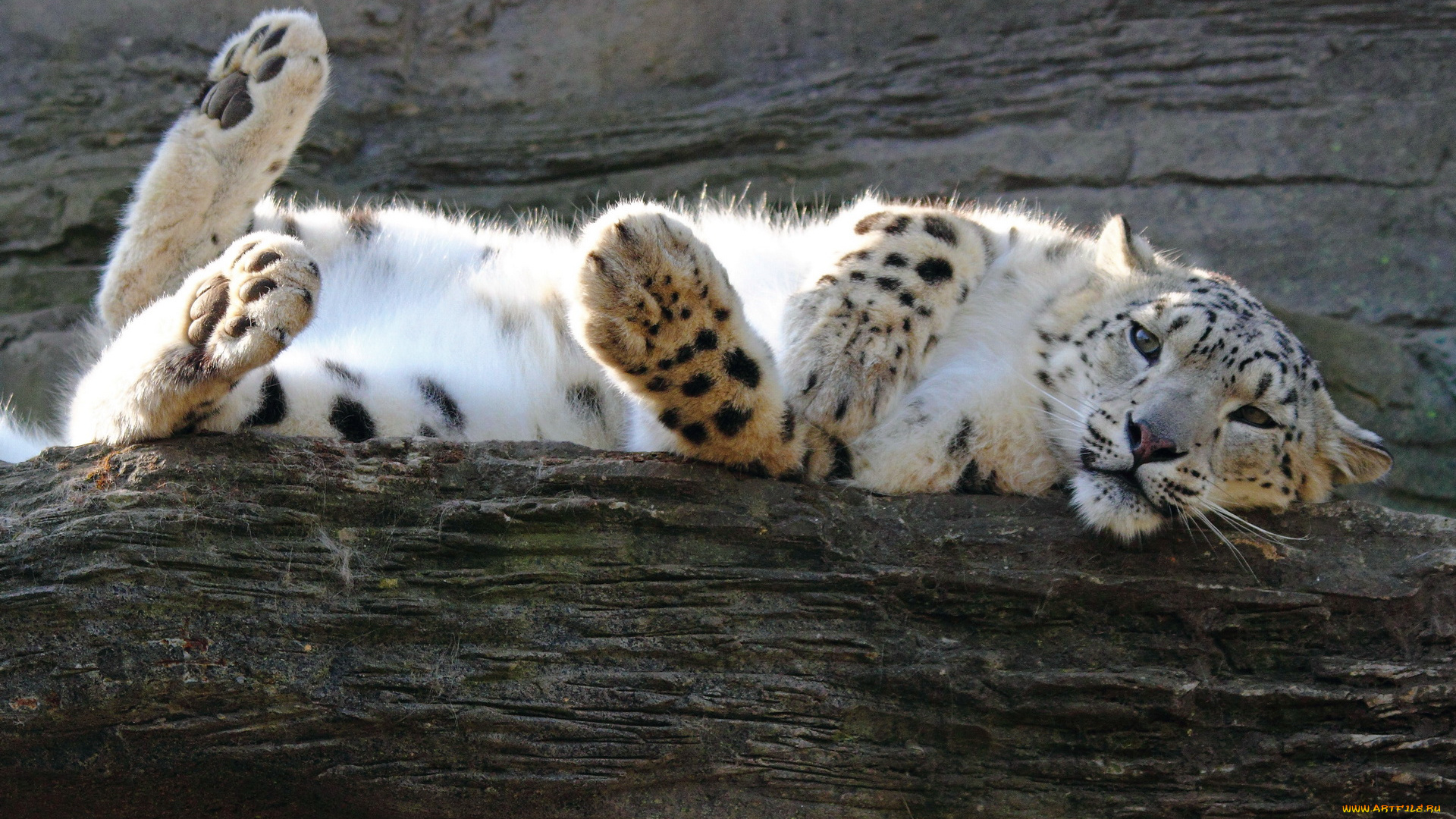 животные, снежный, барс, ирбис, смотрит, валяется