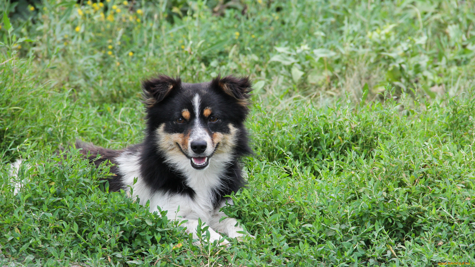 животные, собаки, в, лесу, рассвет, красивый, снег, зима, трава, пёс