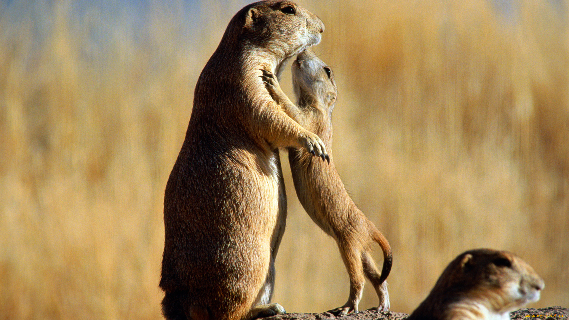 животные, суслики, сурки