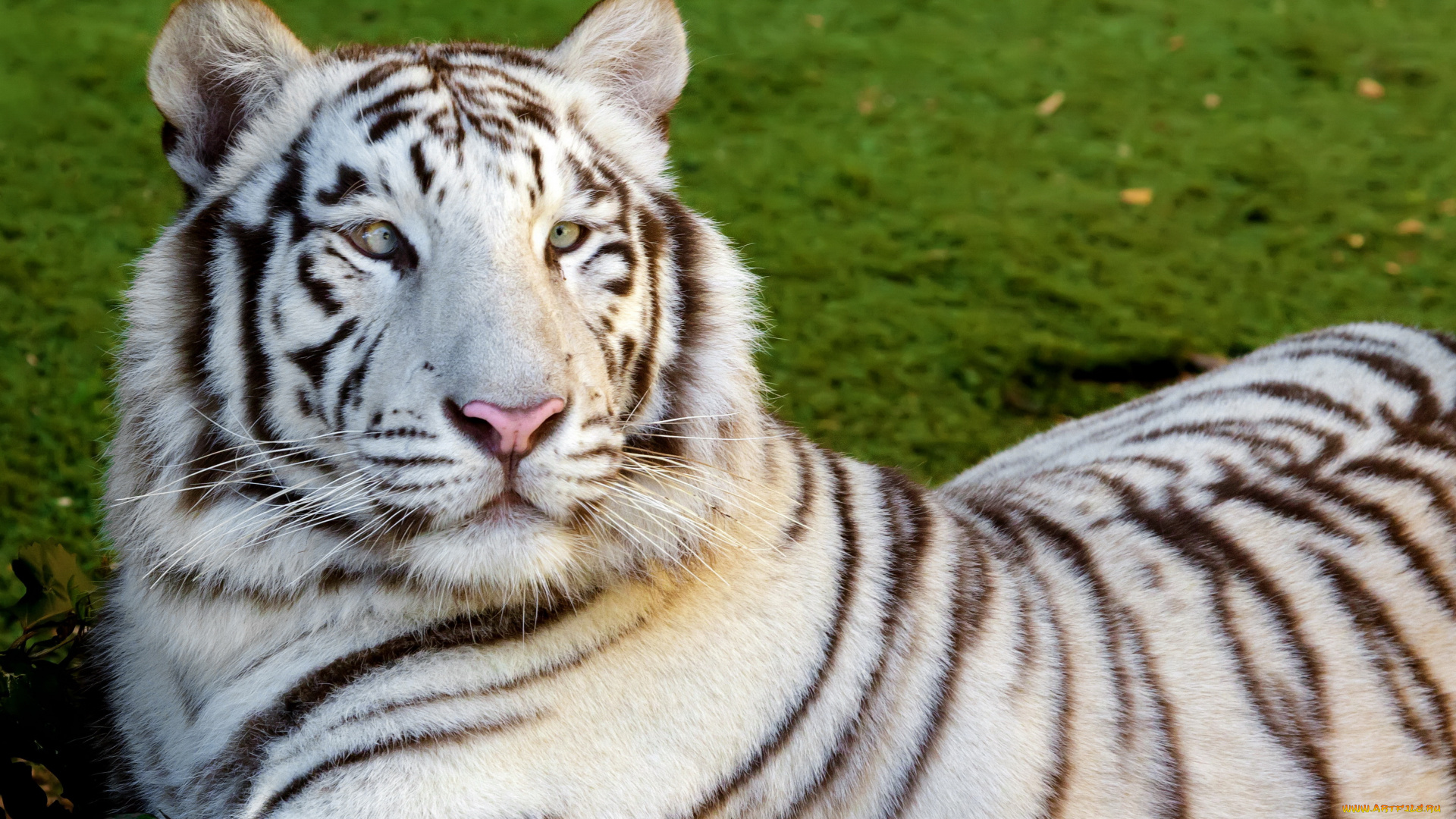 животные, тигры, косой, отдых, белый, тигр