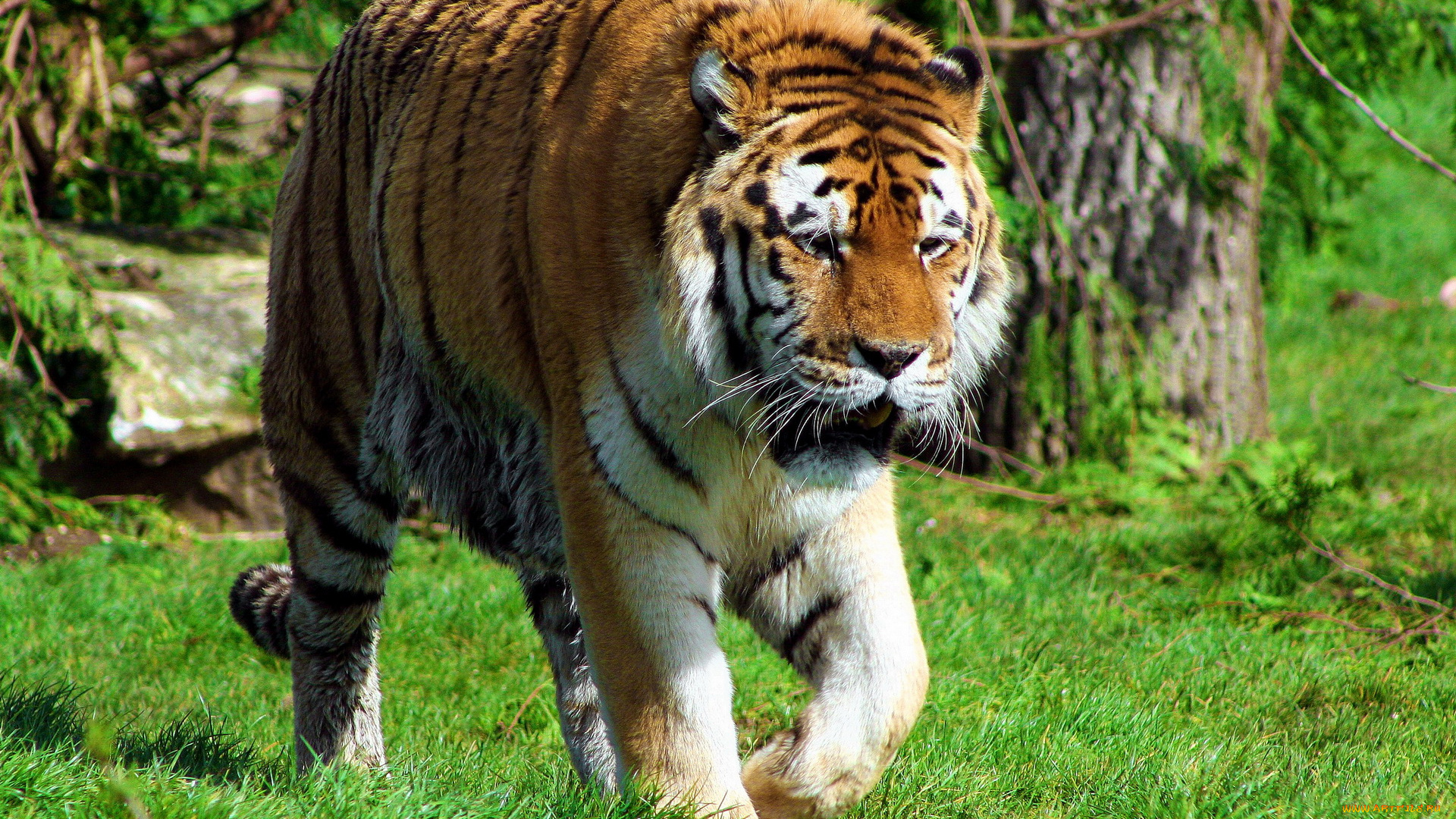 животные, тигры, полосатая, морда, трава, прогулка, амурский, тигр