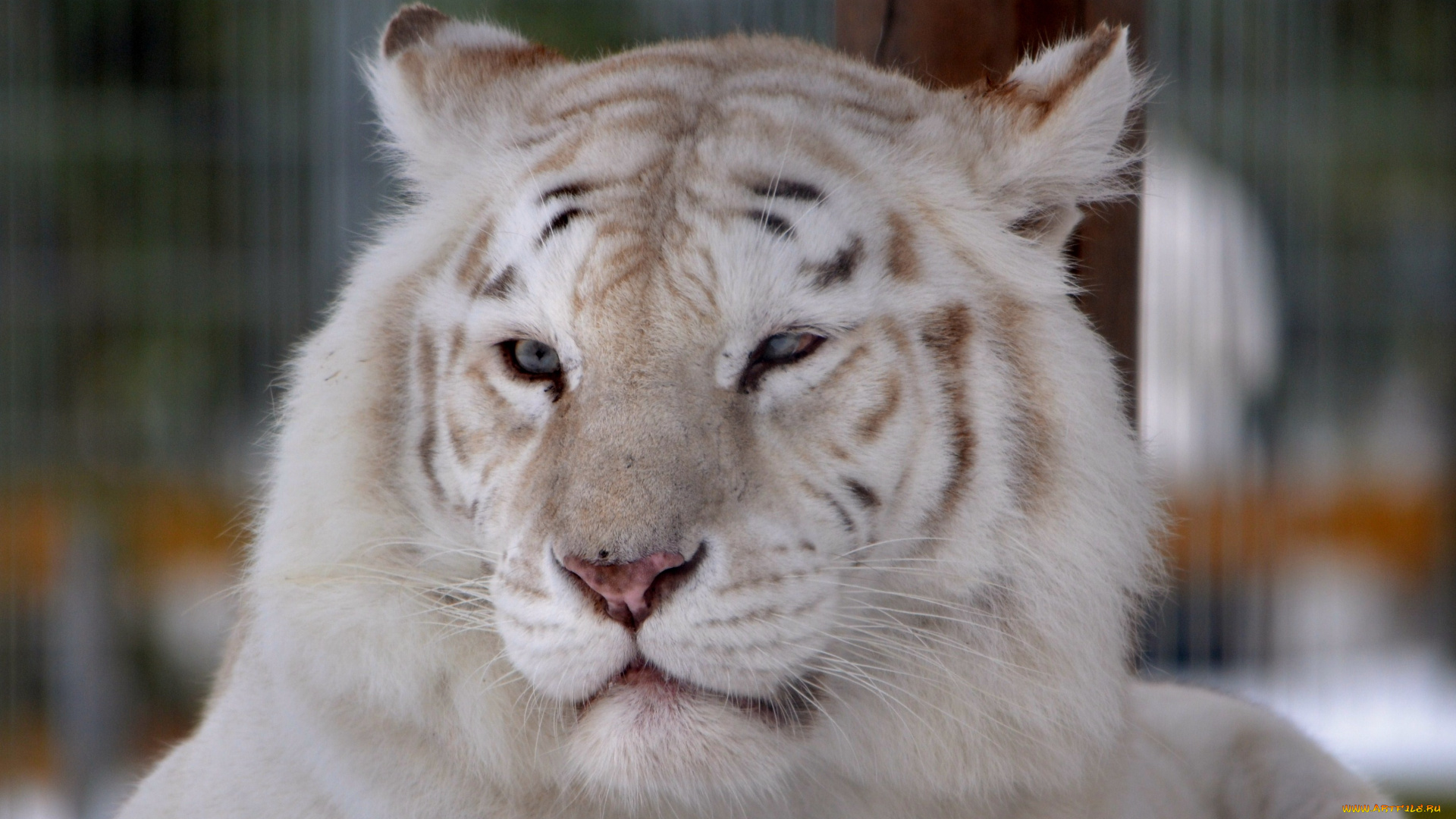 животные, тигры, тигр, белый, морда, отдых