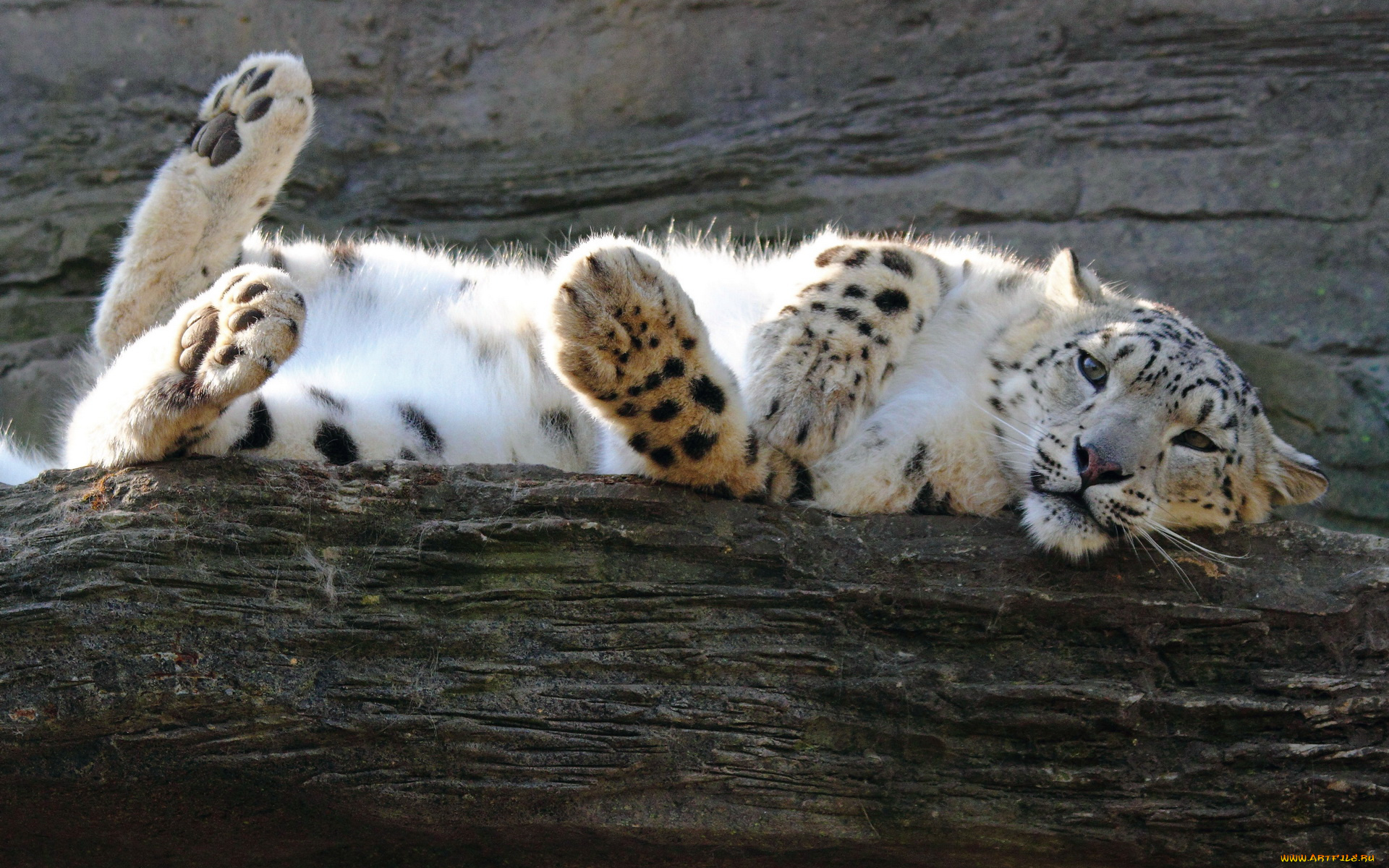 животные, снежный, барс, ирбис, смотрит, валяется