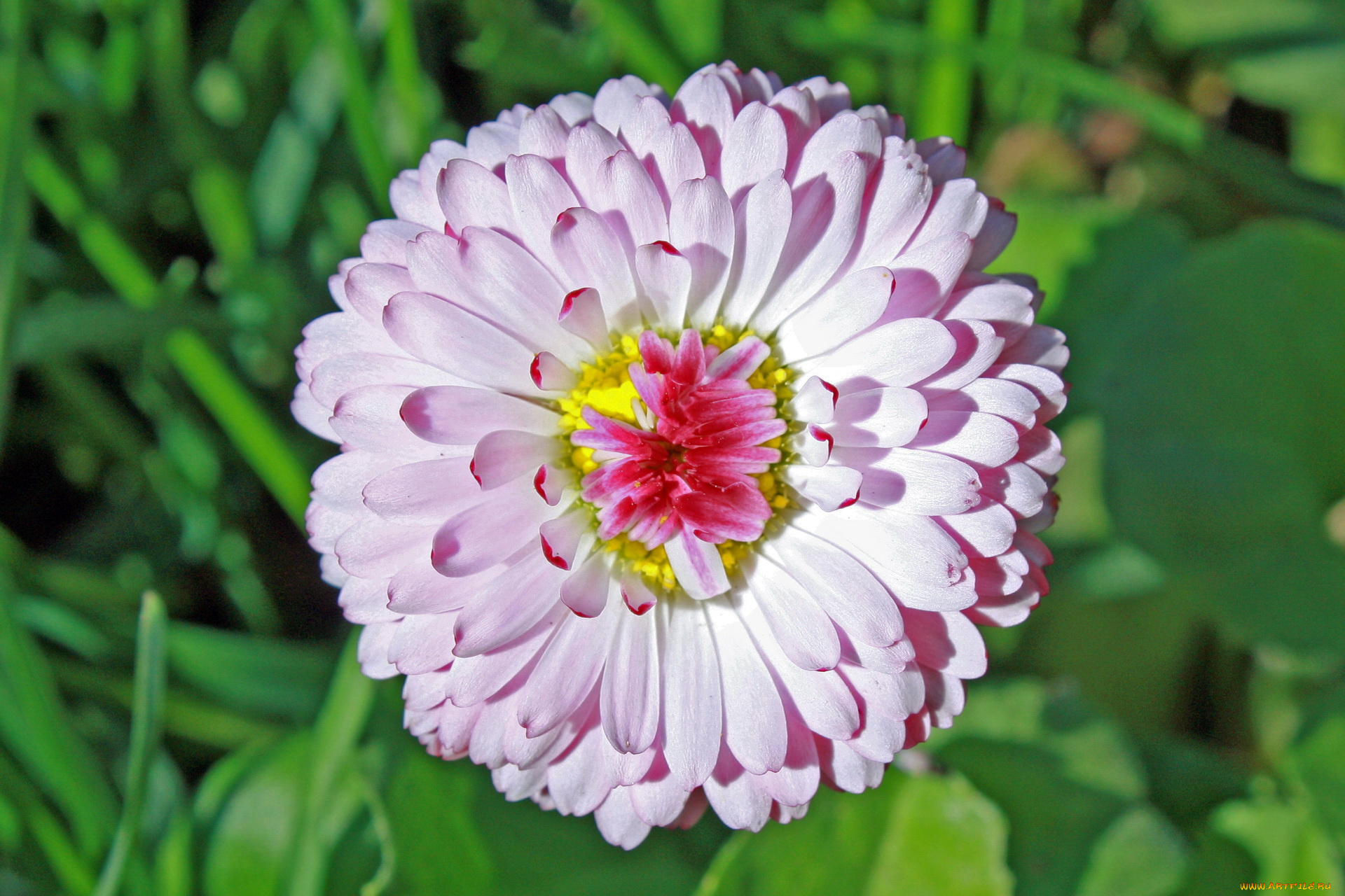 цветы, маргаритки