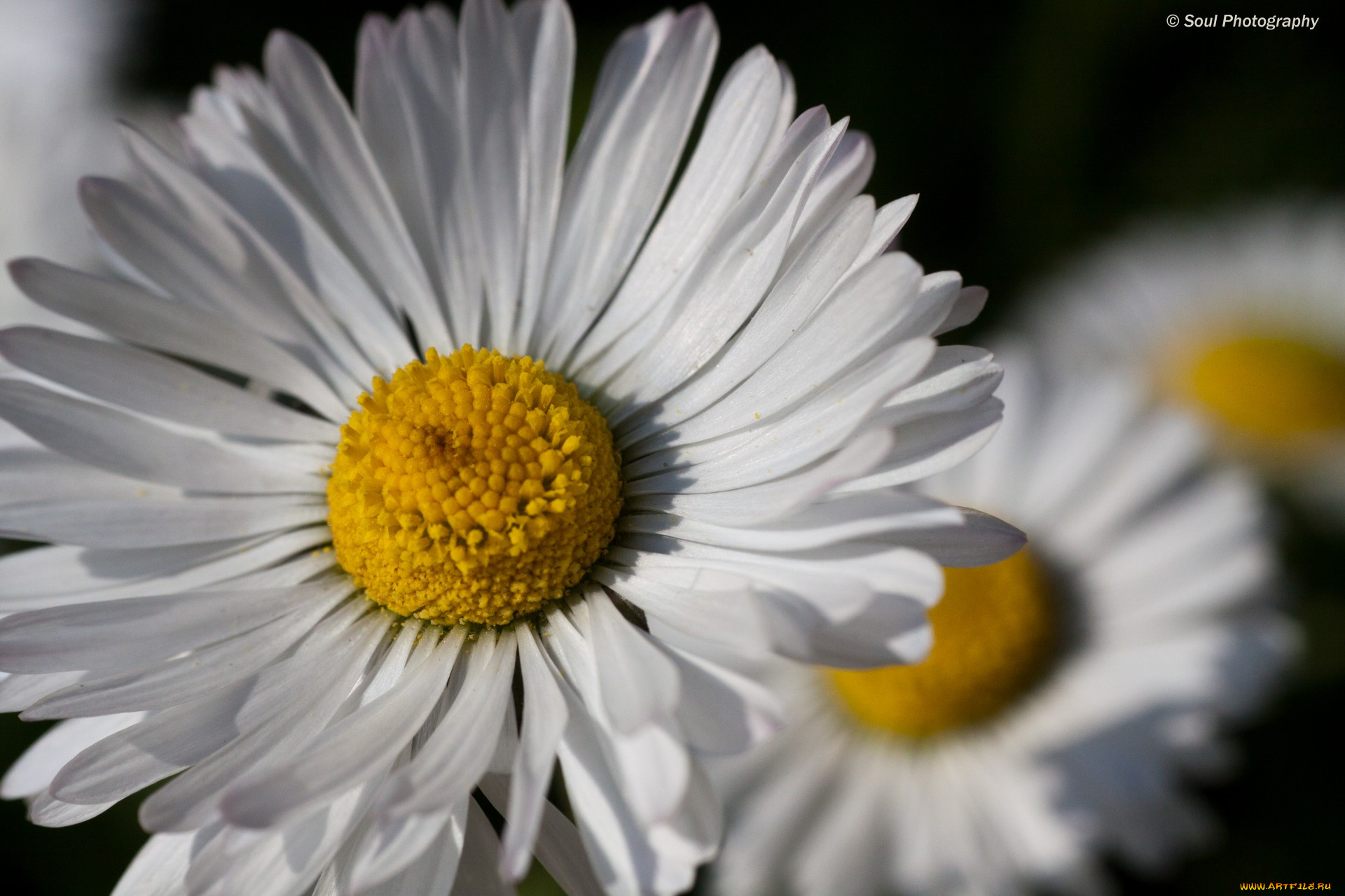 цветы, ромашки, й, ц, у, к, ен, г, ш, щ, з, х, ф, ы, в, а, п, макро