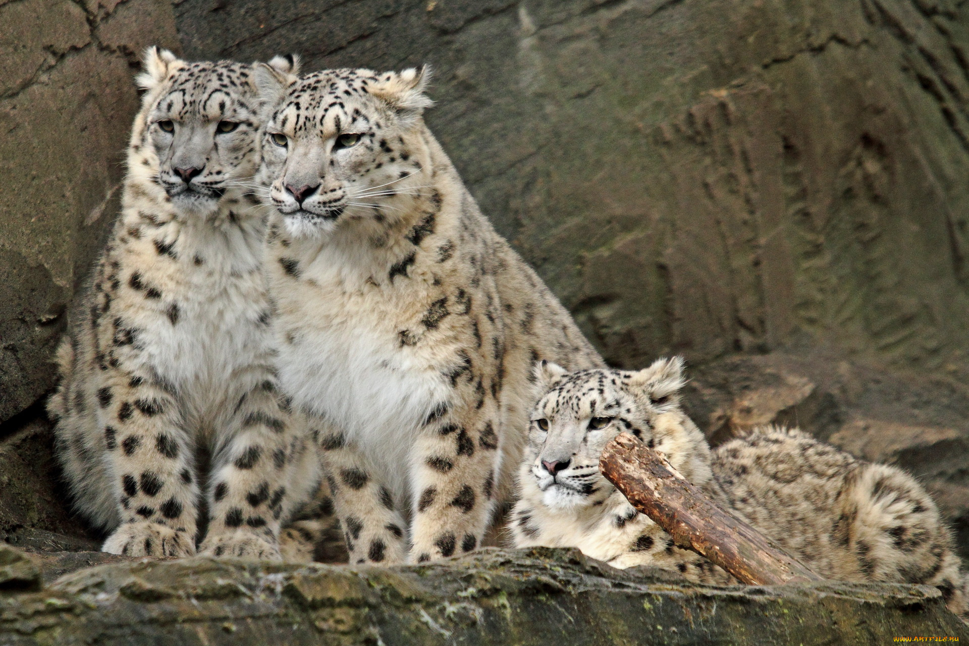 животные, снежный, барс, ирбис, любопытство, семья