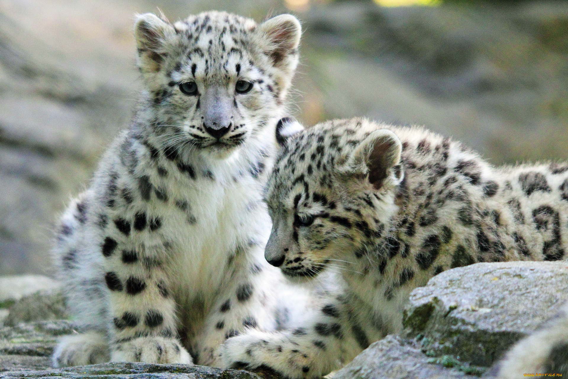 животные, снежный, барс, ирбис, котята, пара