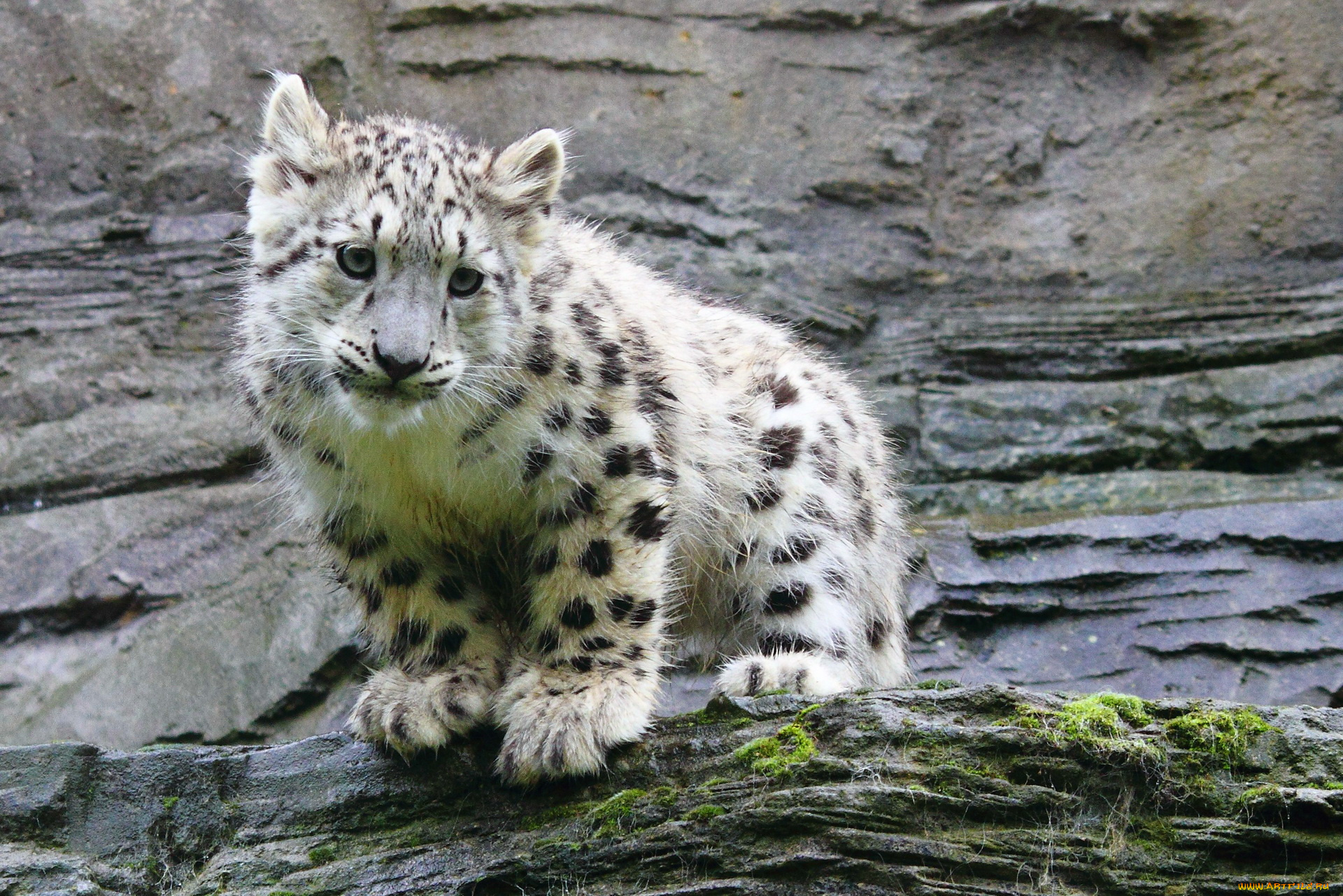 животные, снежный, барс, ирбис, котёнок