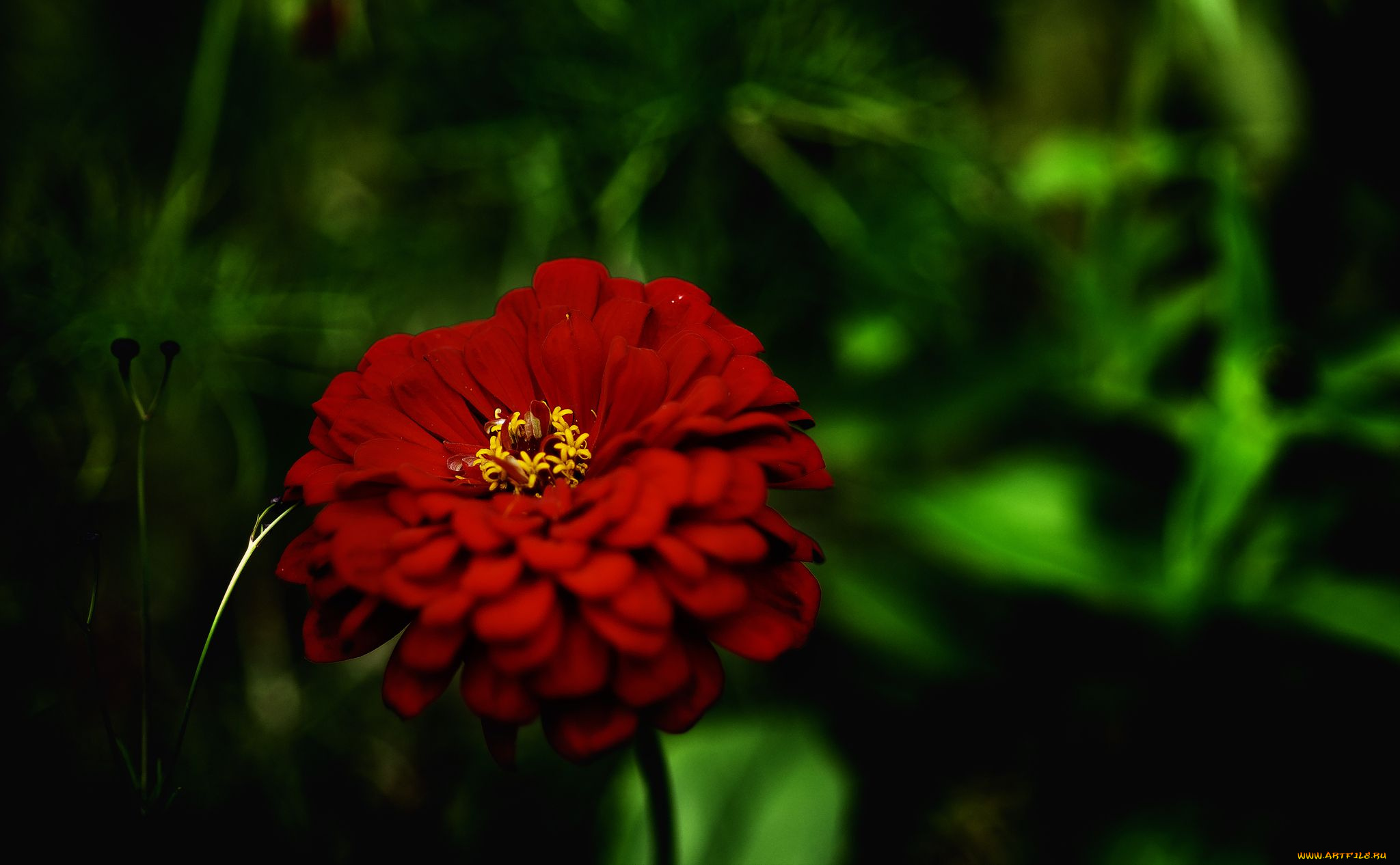 цветы, цинния, зелень