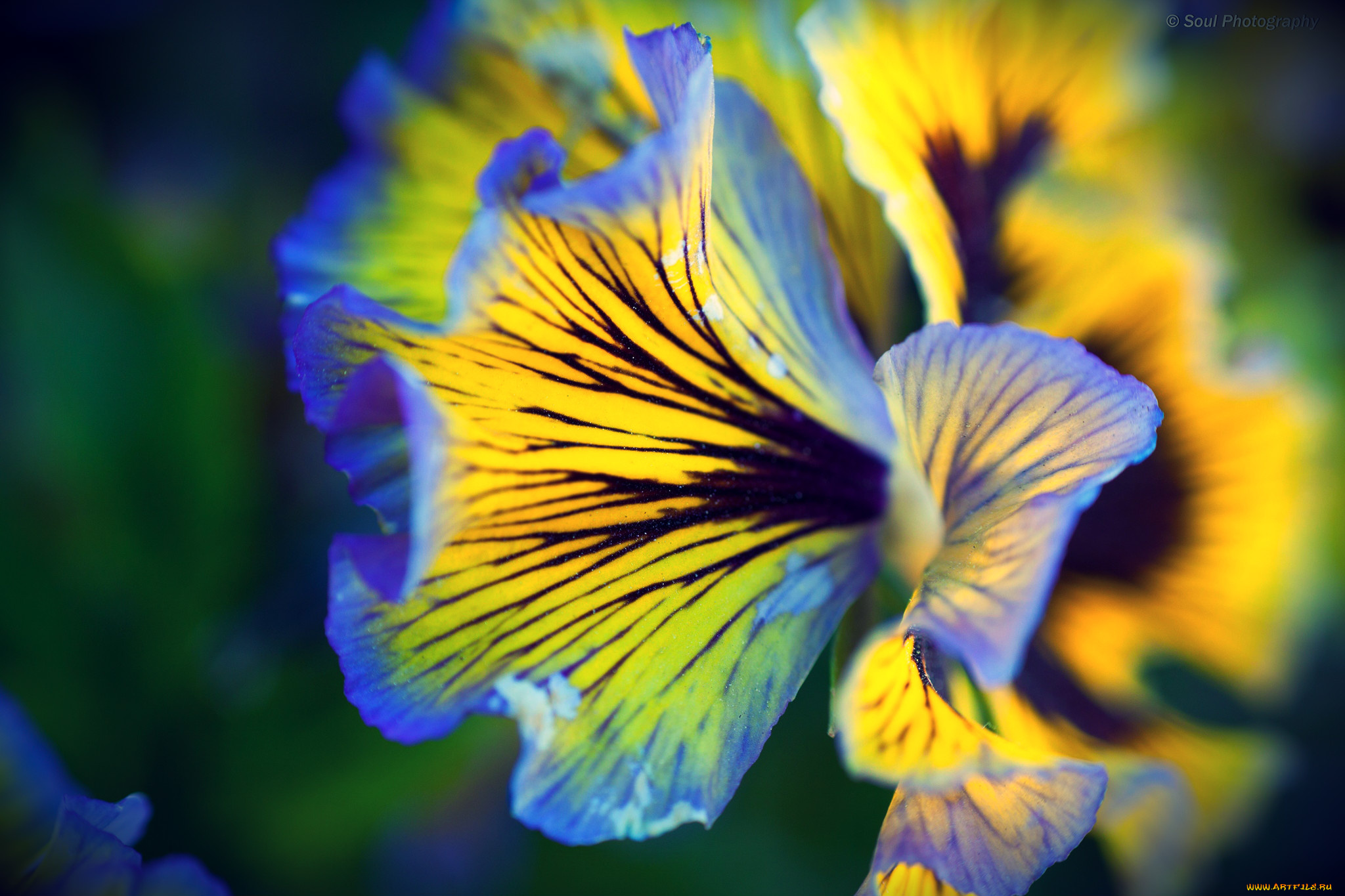 цветы, анютины, глазки, садовые, фиалки, лепестки, макро