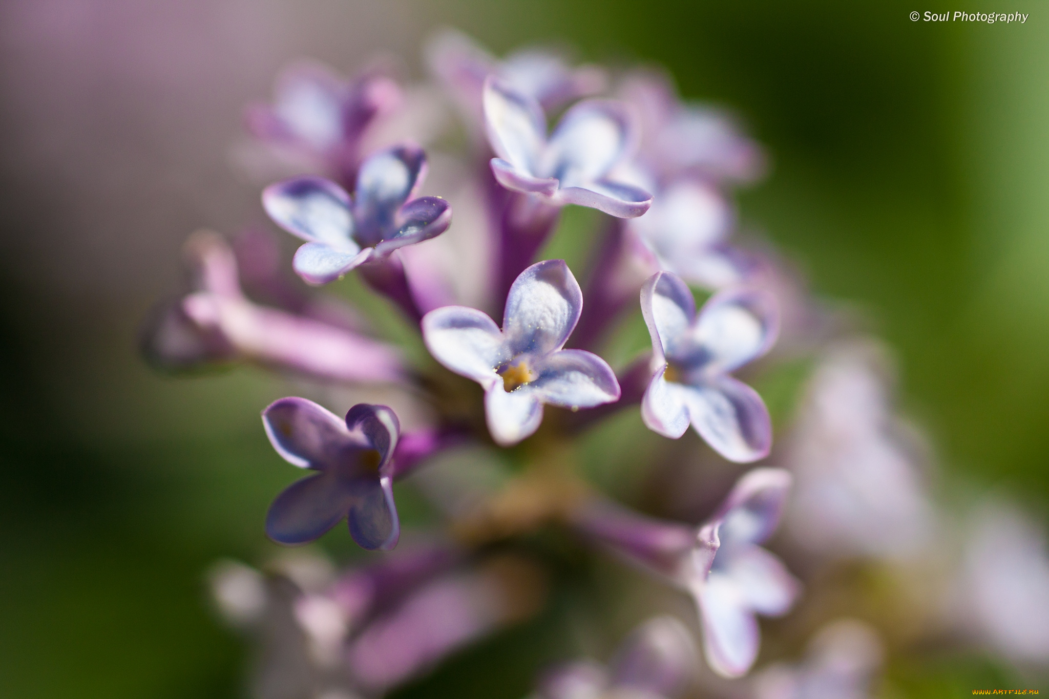 цветы, сирень, макро