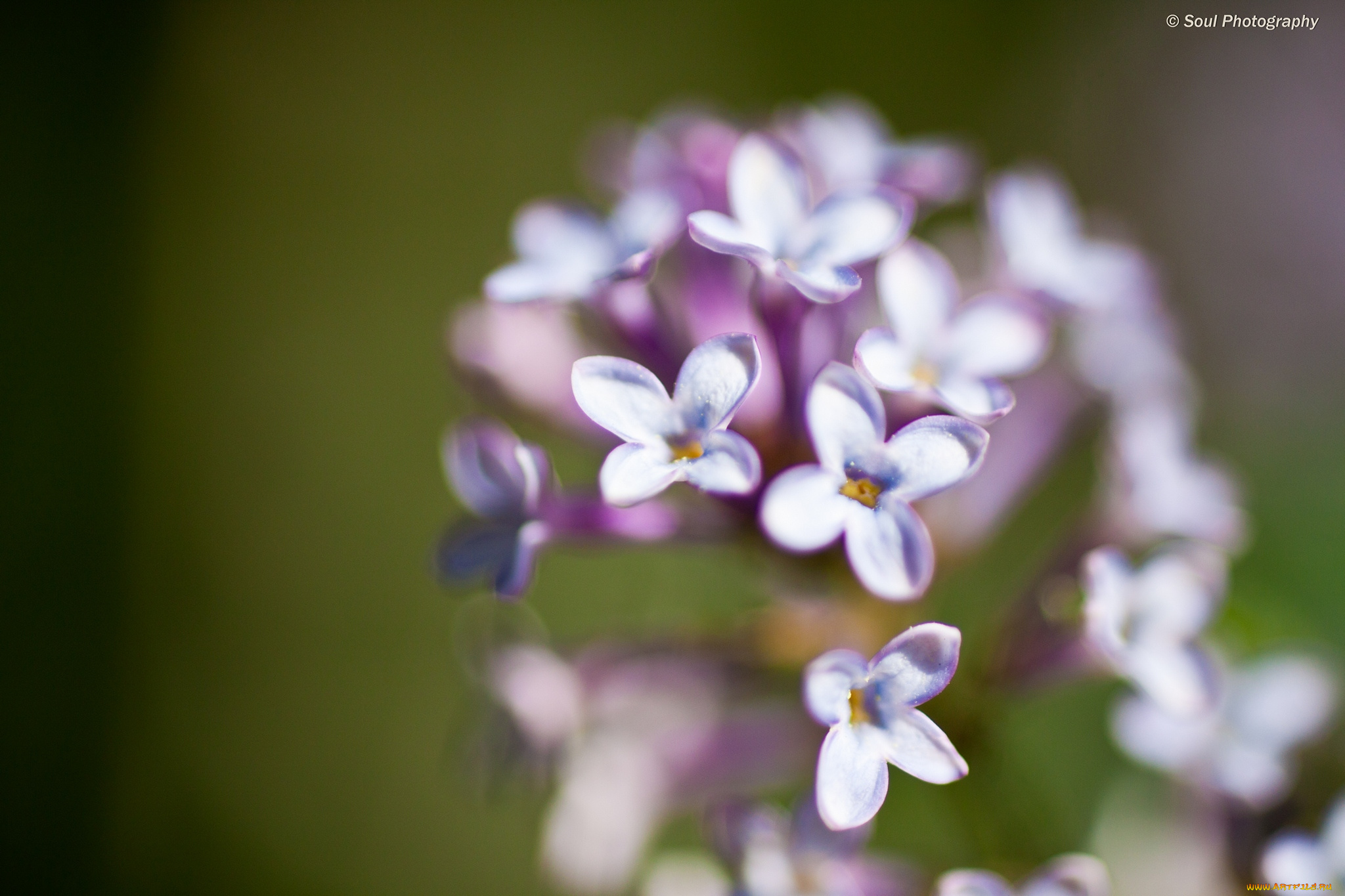 цветы, сирень, макро, весна