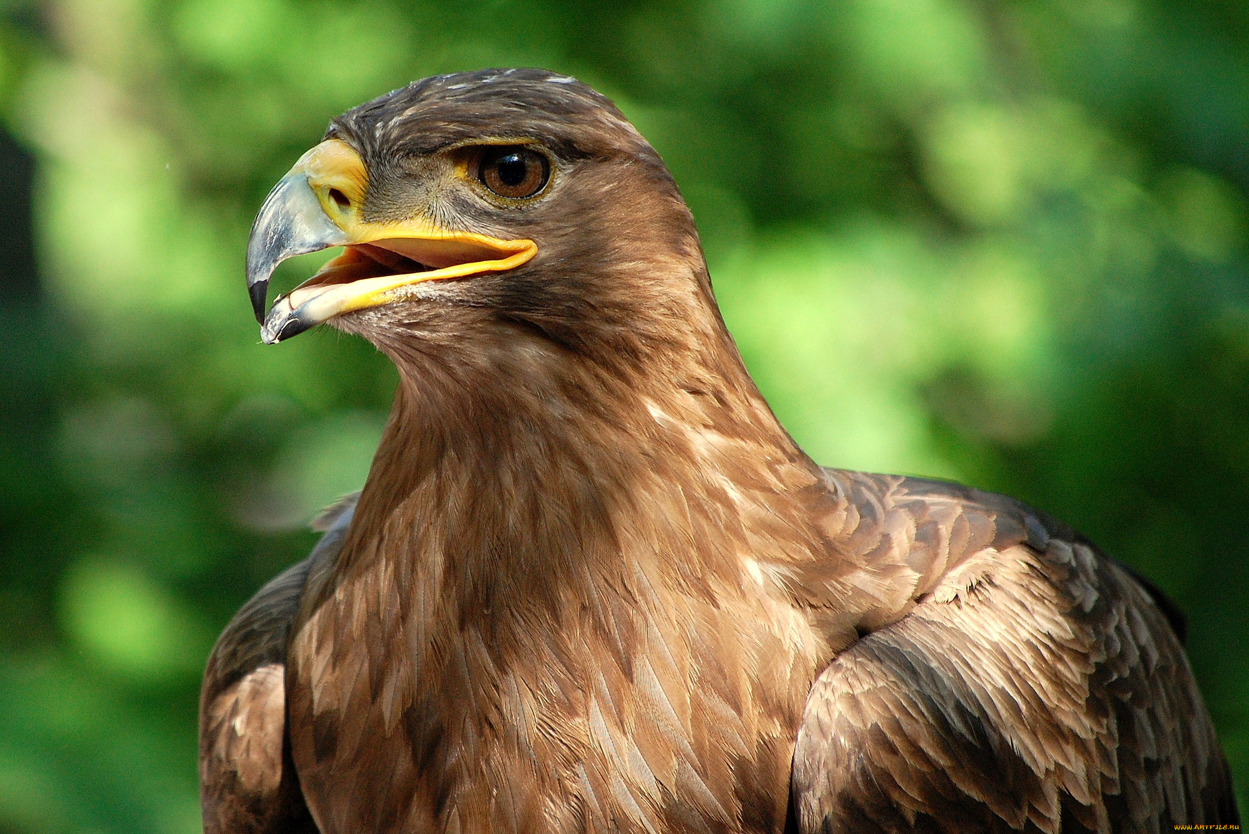 животные, птицы, хищники, клюв