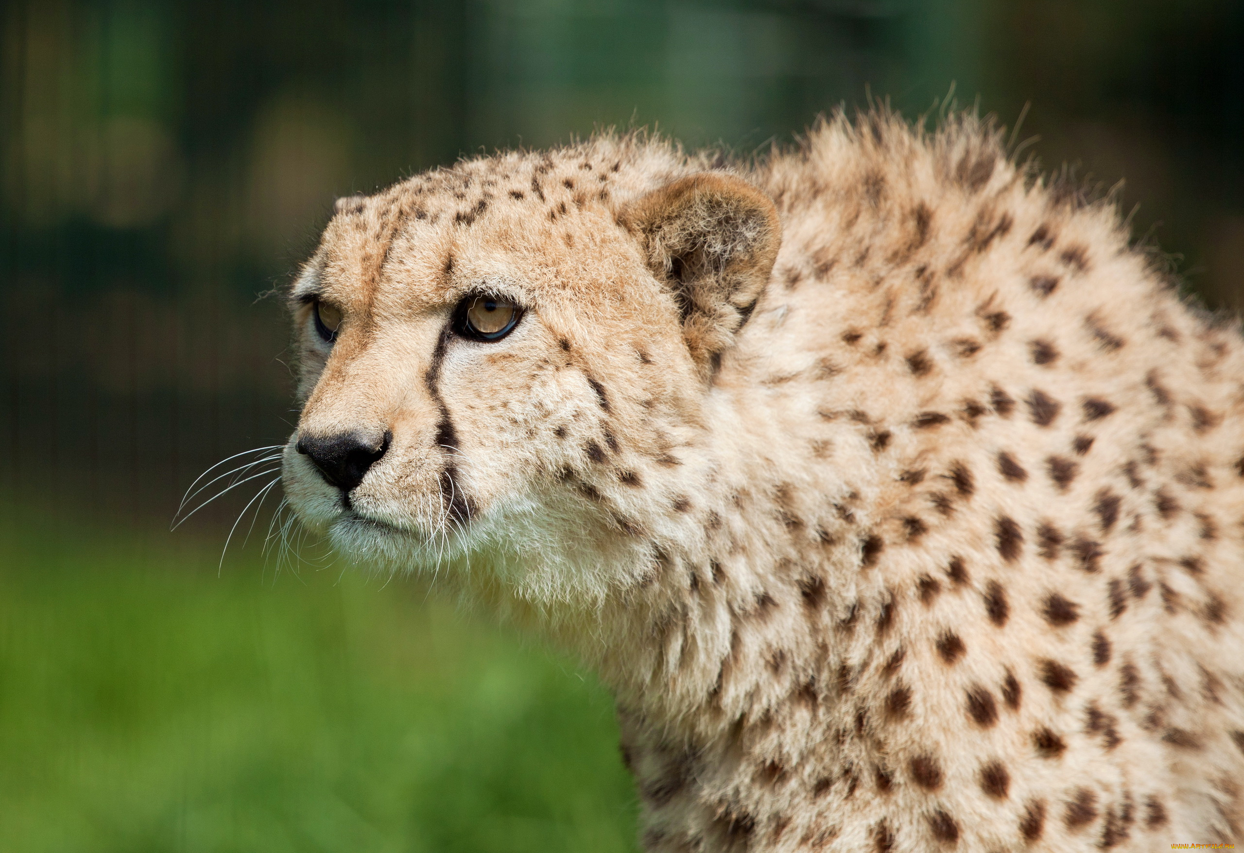 животные, гепарды, гепард, смотрит, морда