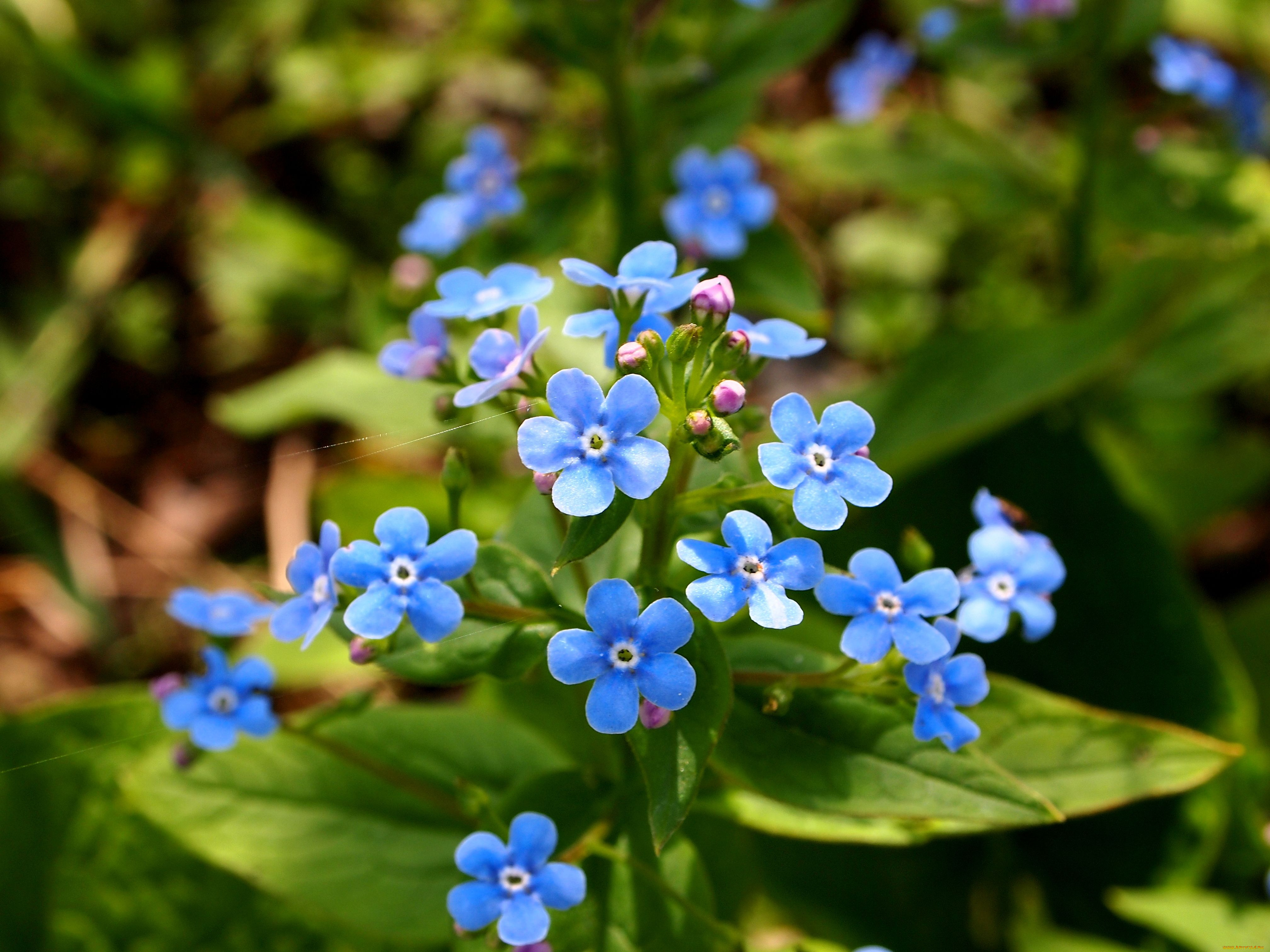 цветы, незабудки, макро