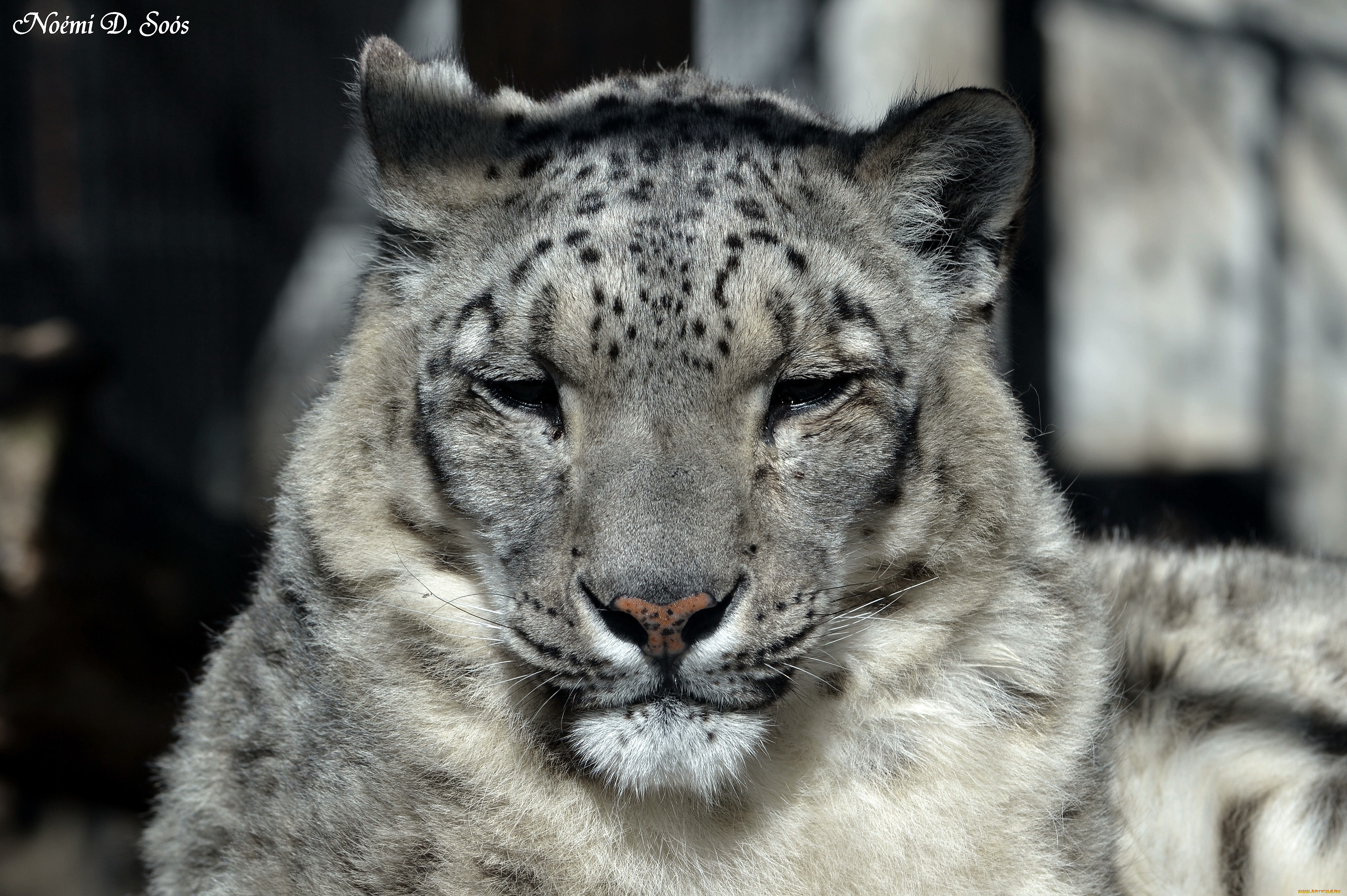 животные, снежный, барс, ирбис, морда, дремлет, усы